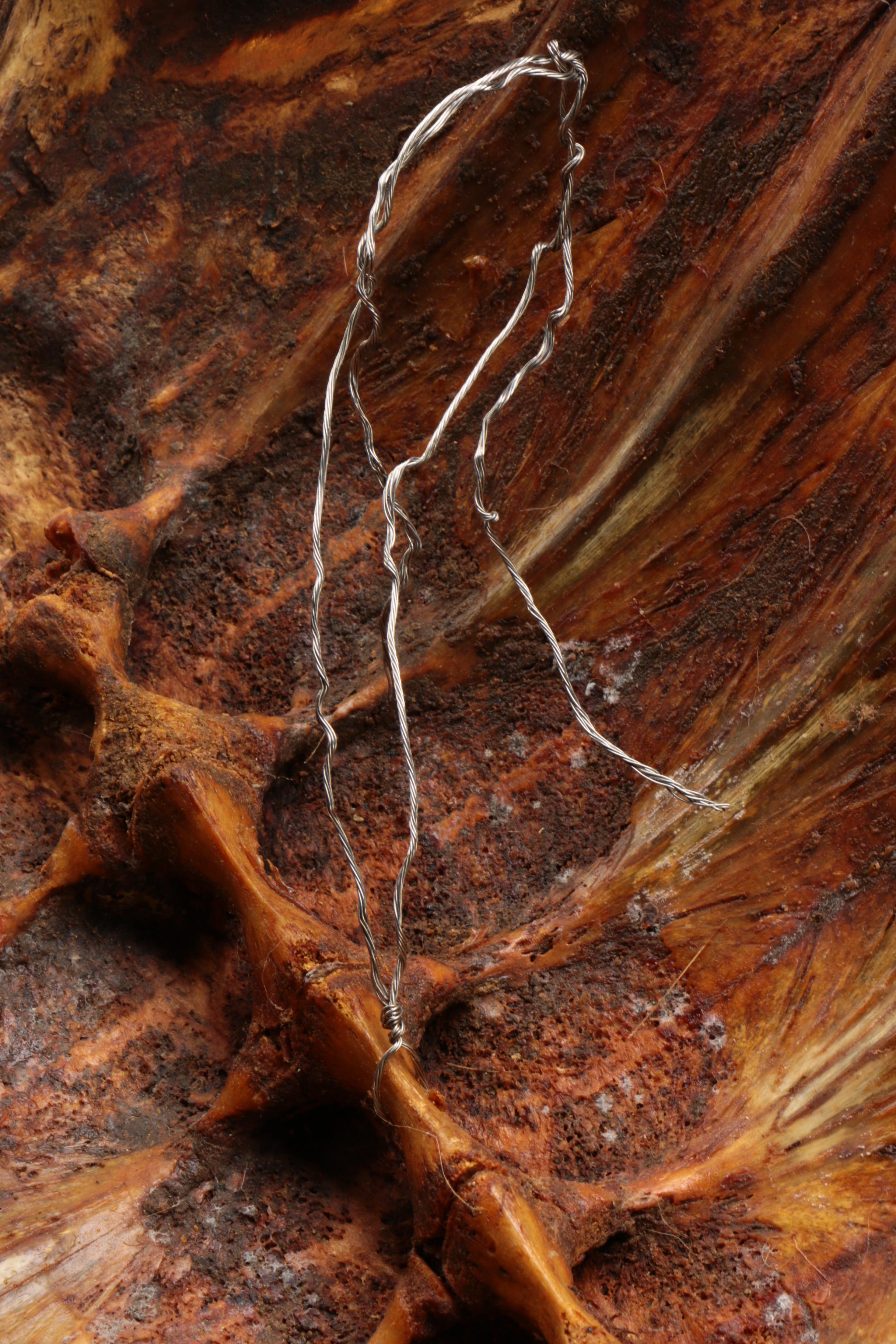 Antique Loggerhead Sea Turtle Shell Specimen