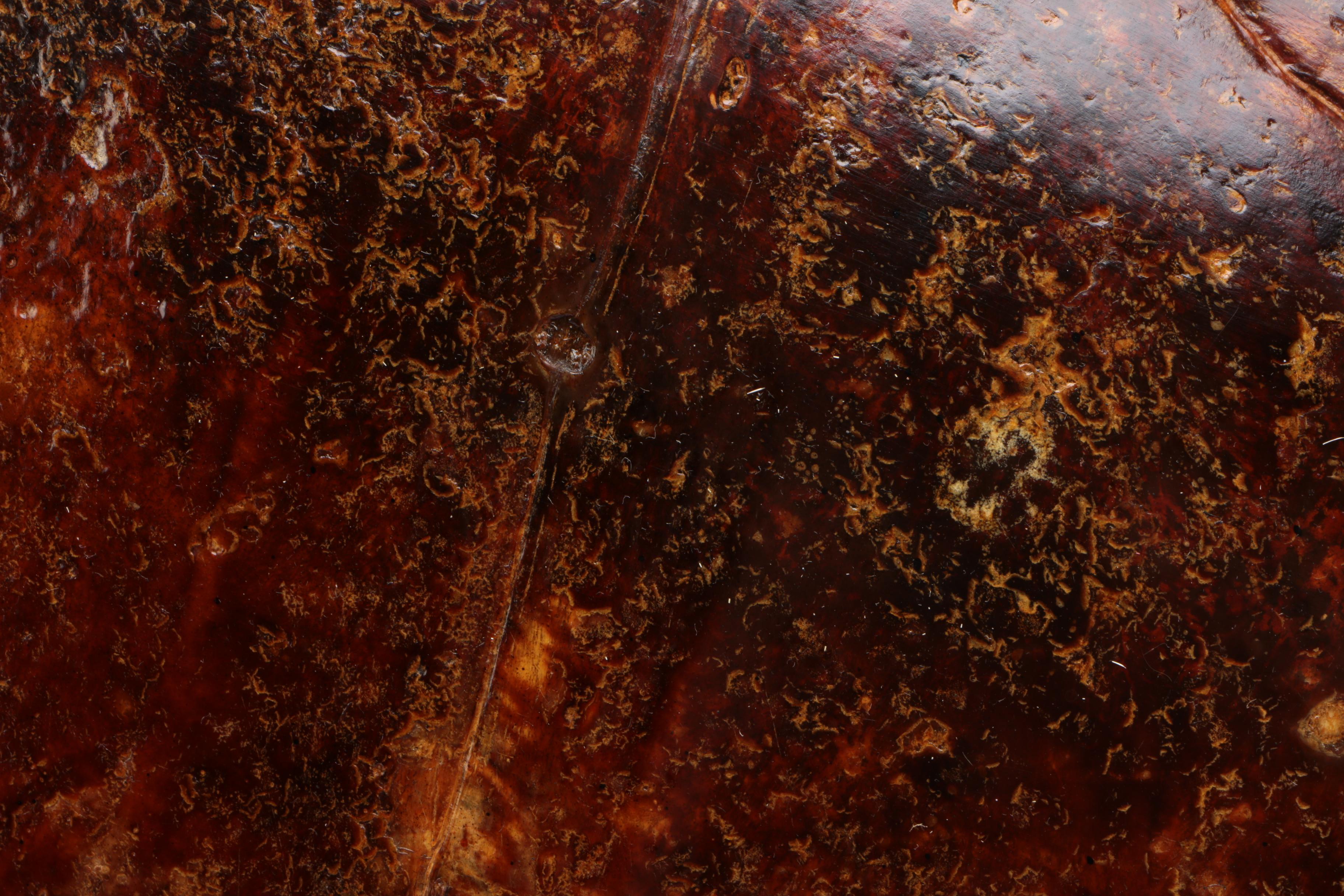 Antique Loggerhead Sea Turtle Shell Specimen