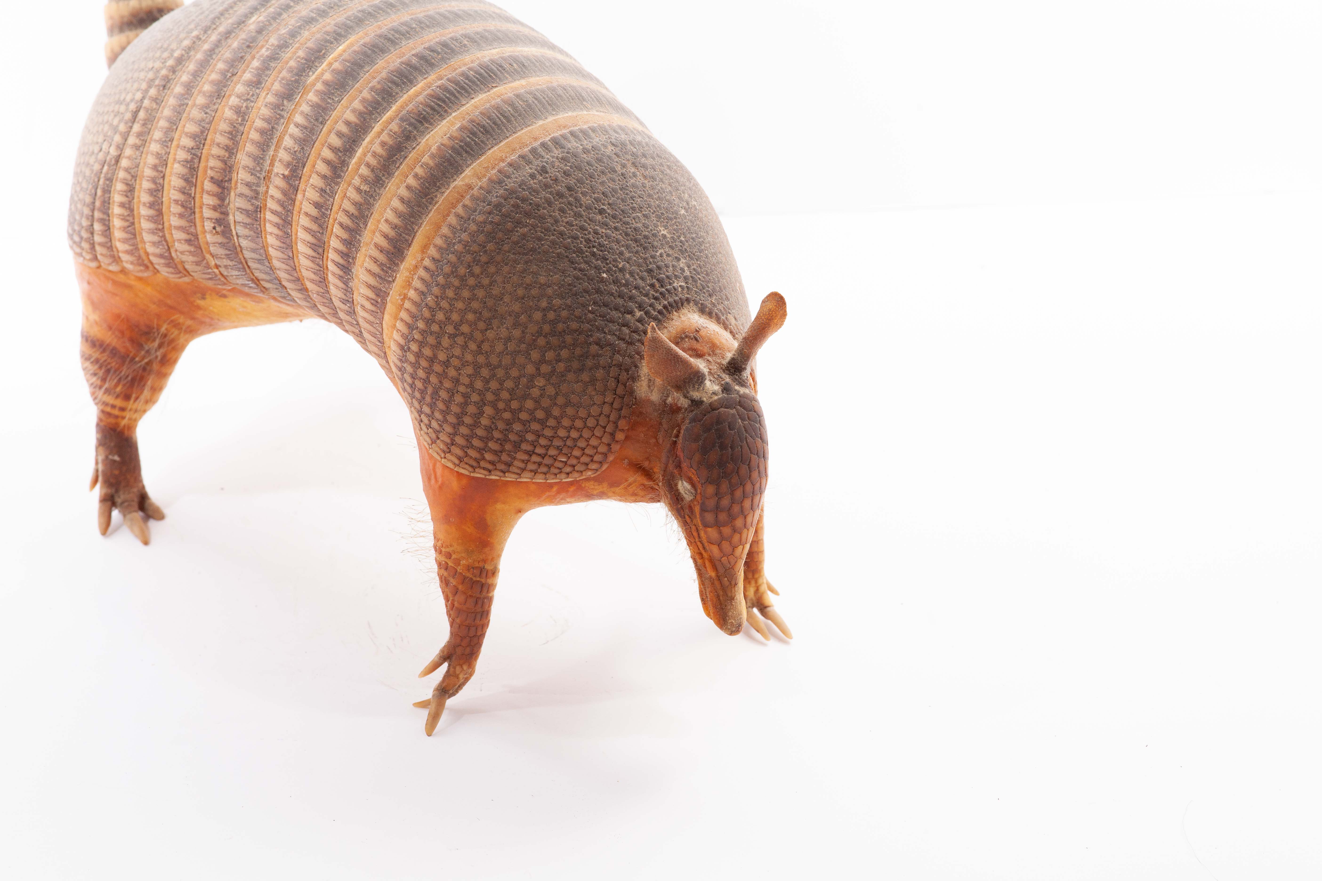 Taxidermy Armadillo Full Body Mount