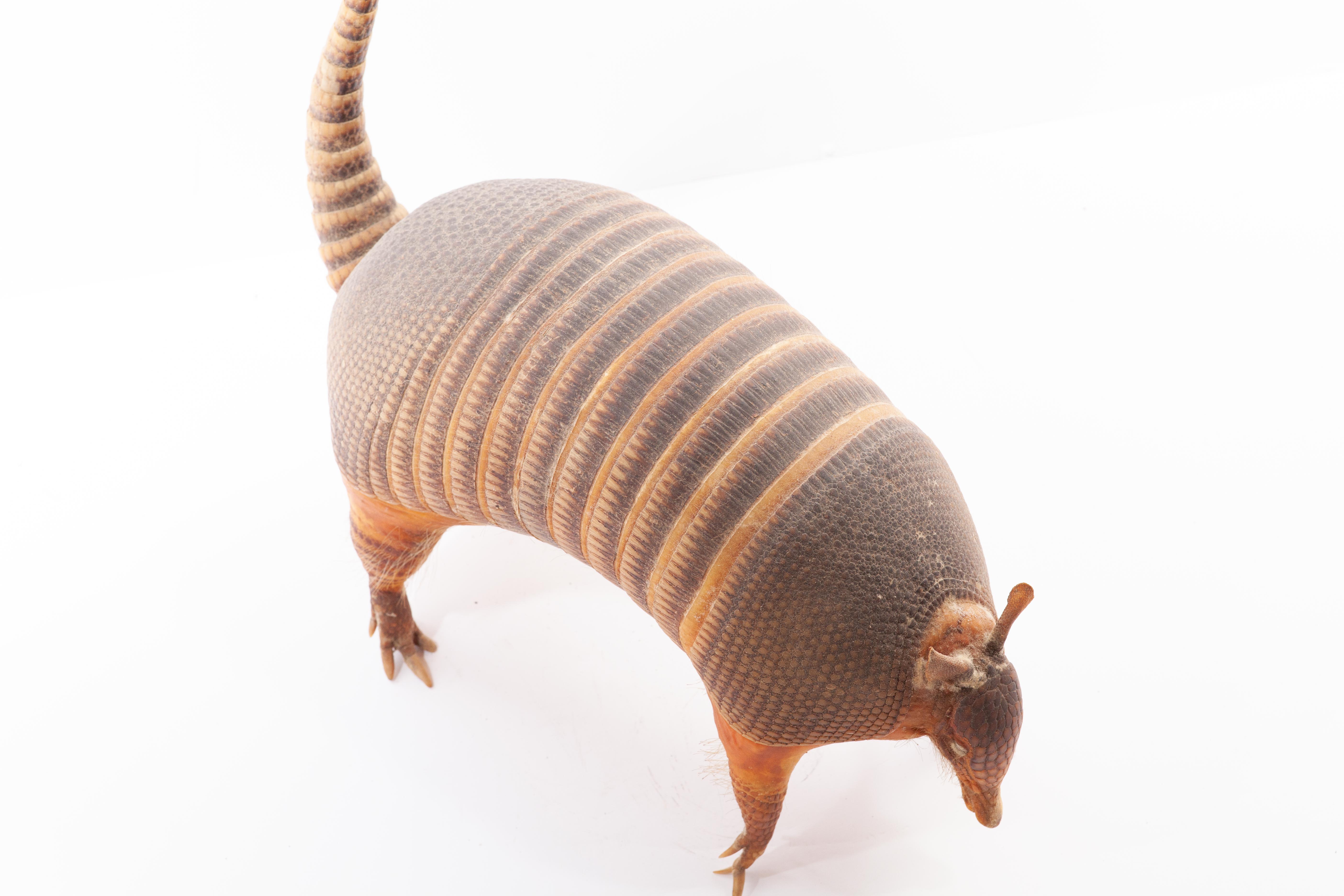 Taxidermy Armadillo Full Body Mount