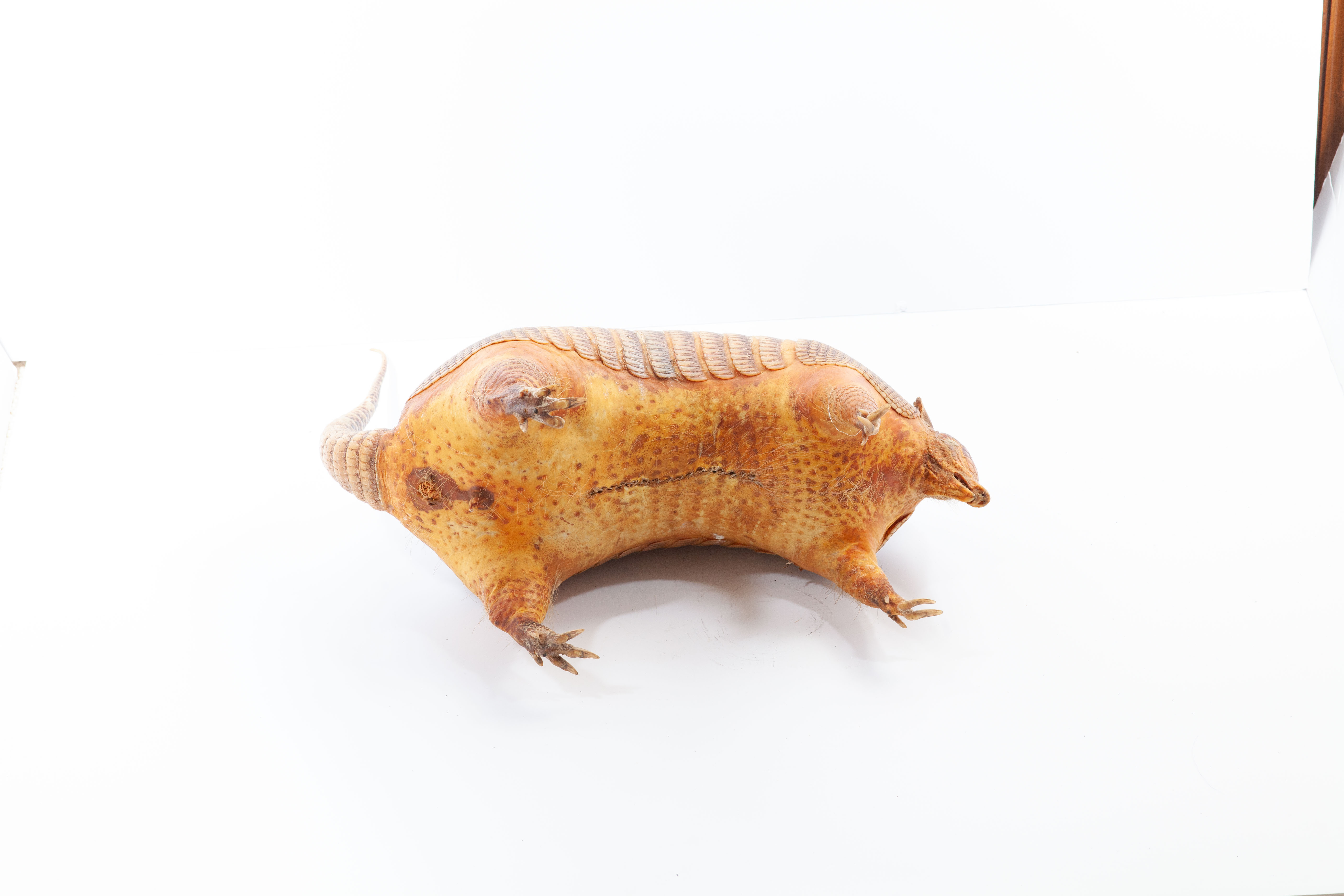 Taxidermy Armadillo Full Body Mount