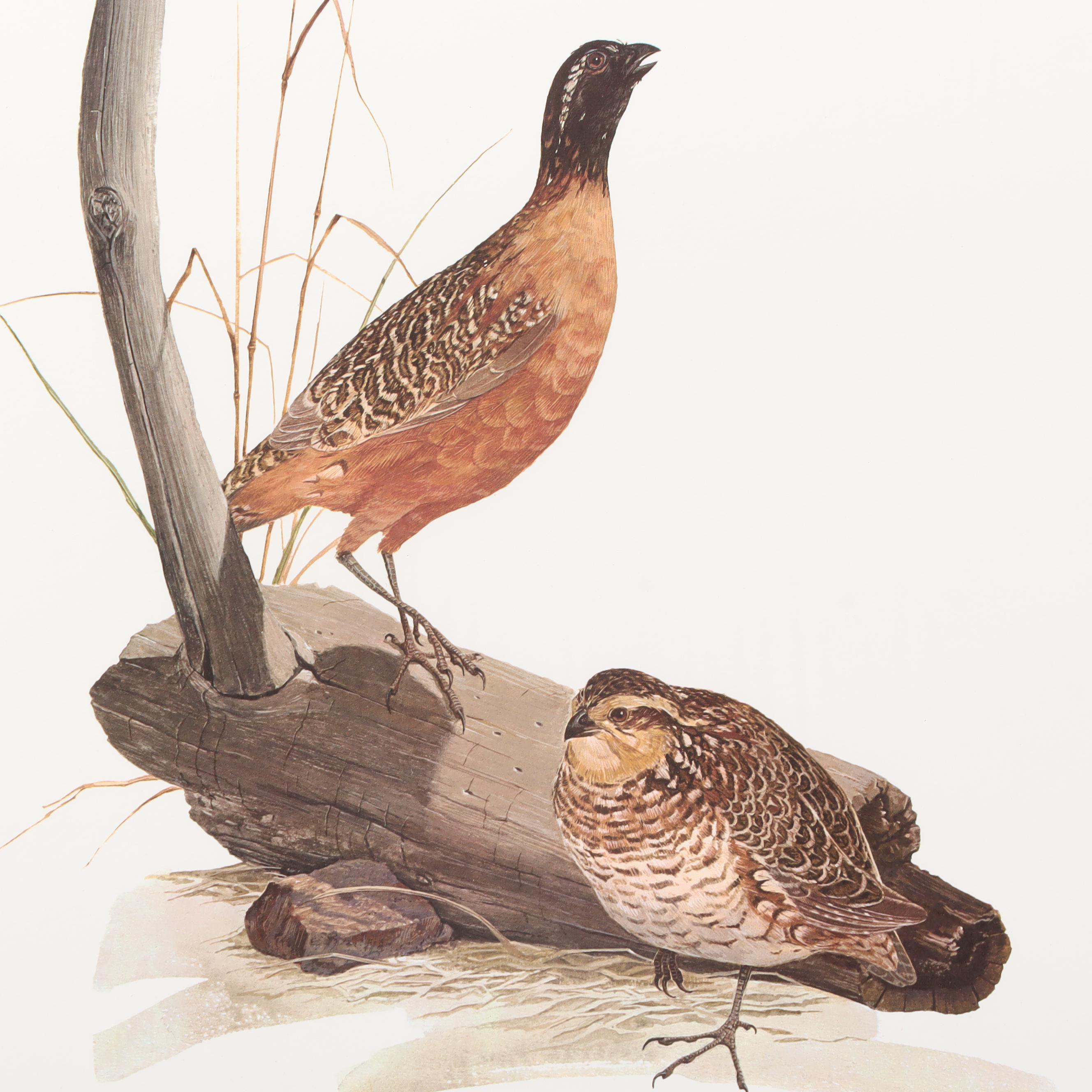 Tom Dunnington Offset Lithographs "Masked Bobwhite" and "Golden Eagle"