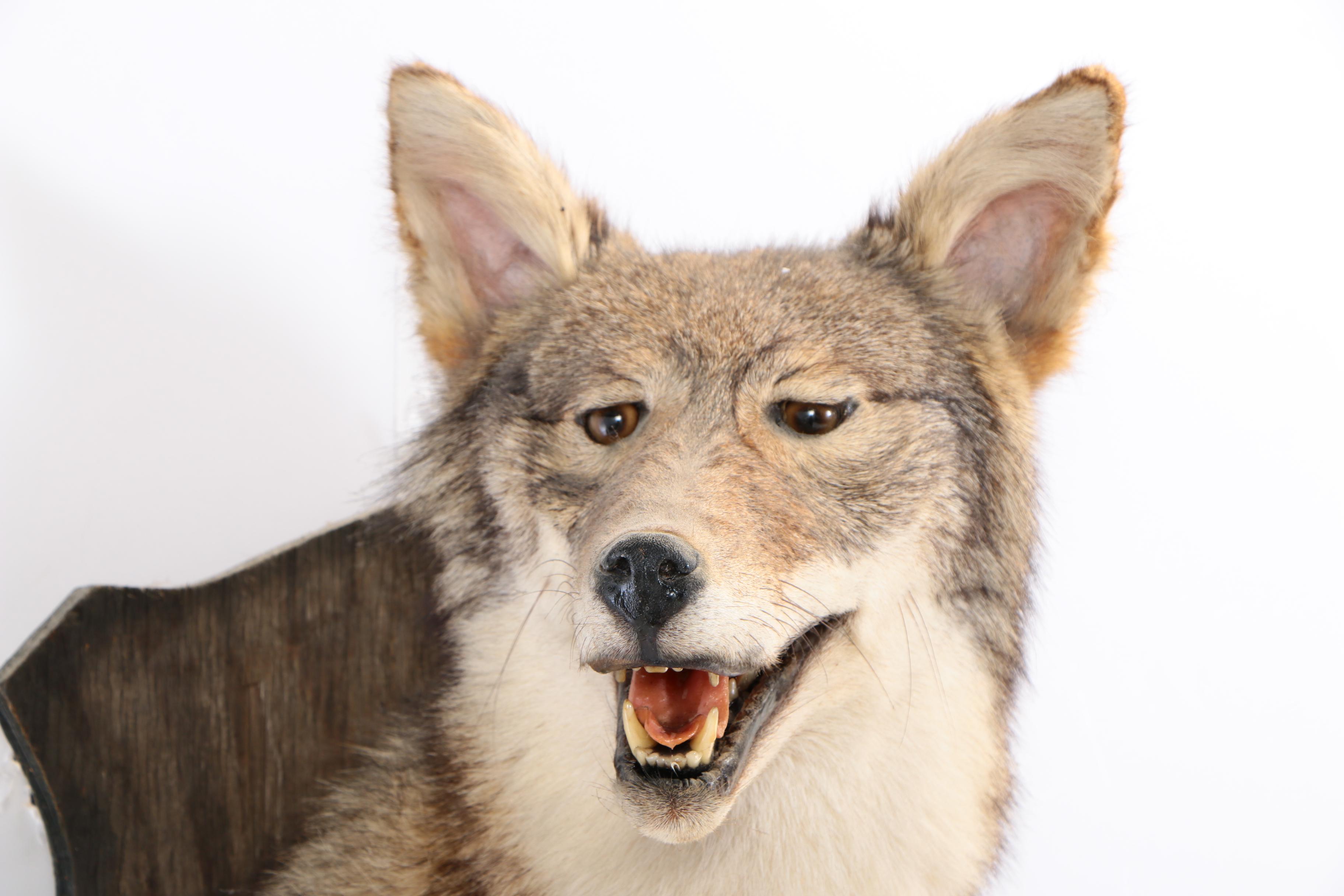 North American Coyote Taxidermy Shoulder Mount