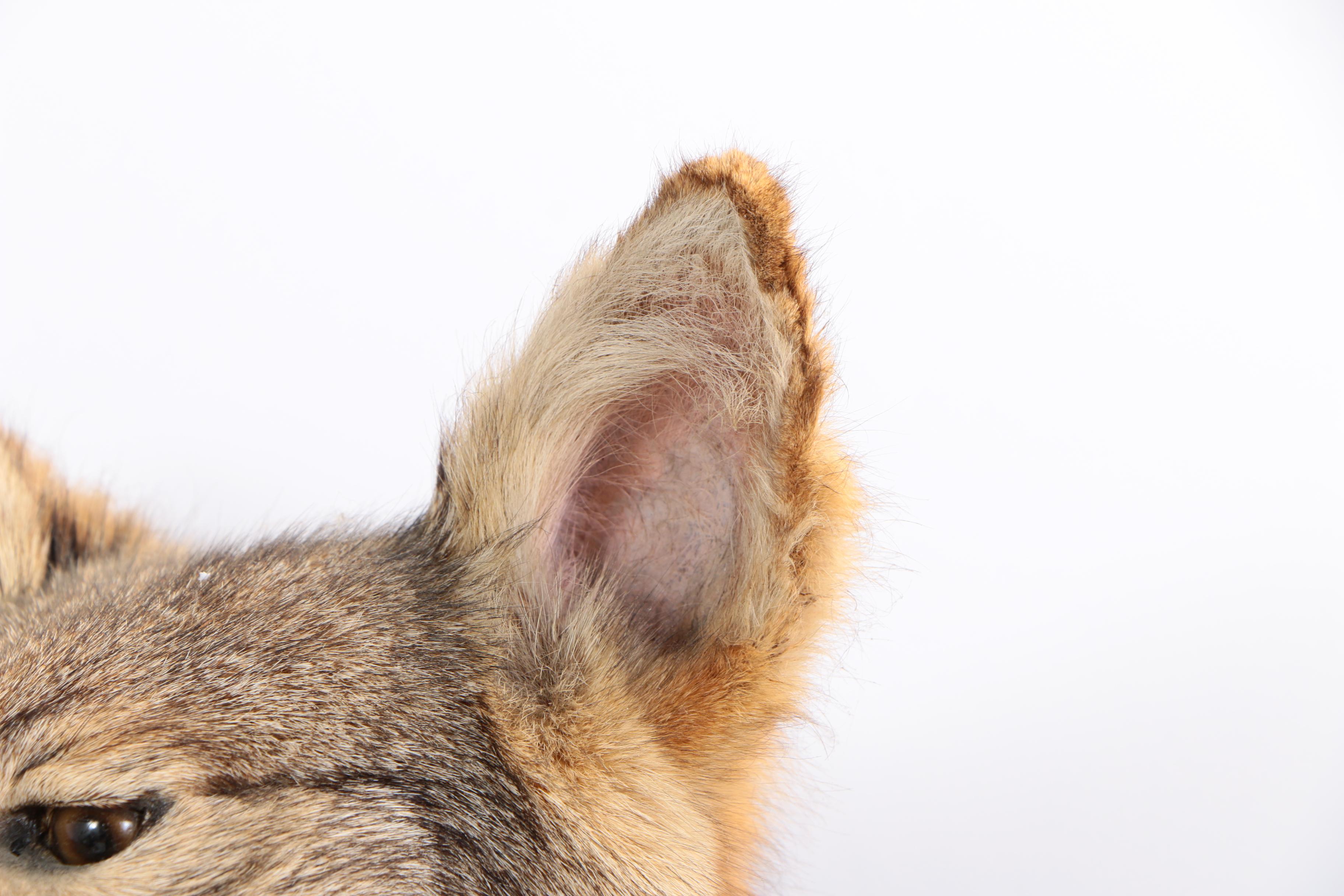 North American Coyote Taxidermy Shoulder Mount