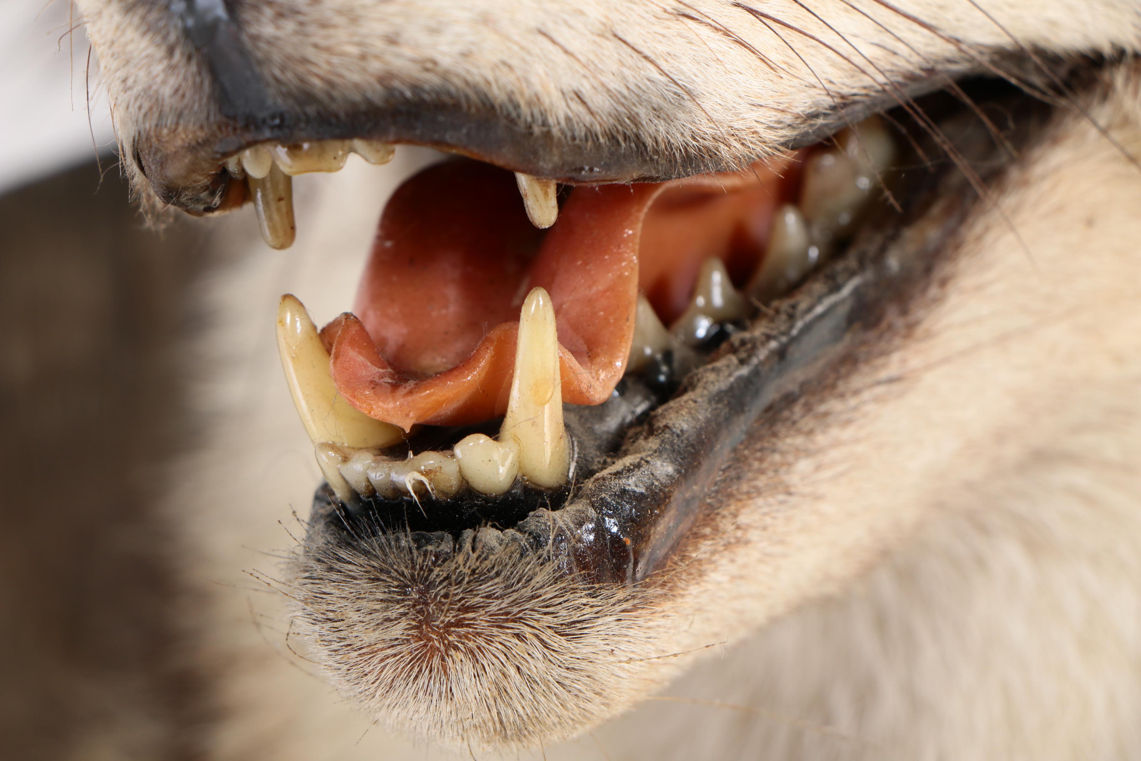 North American Coyote Taxidermy Shoulder Mount