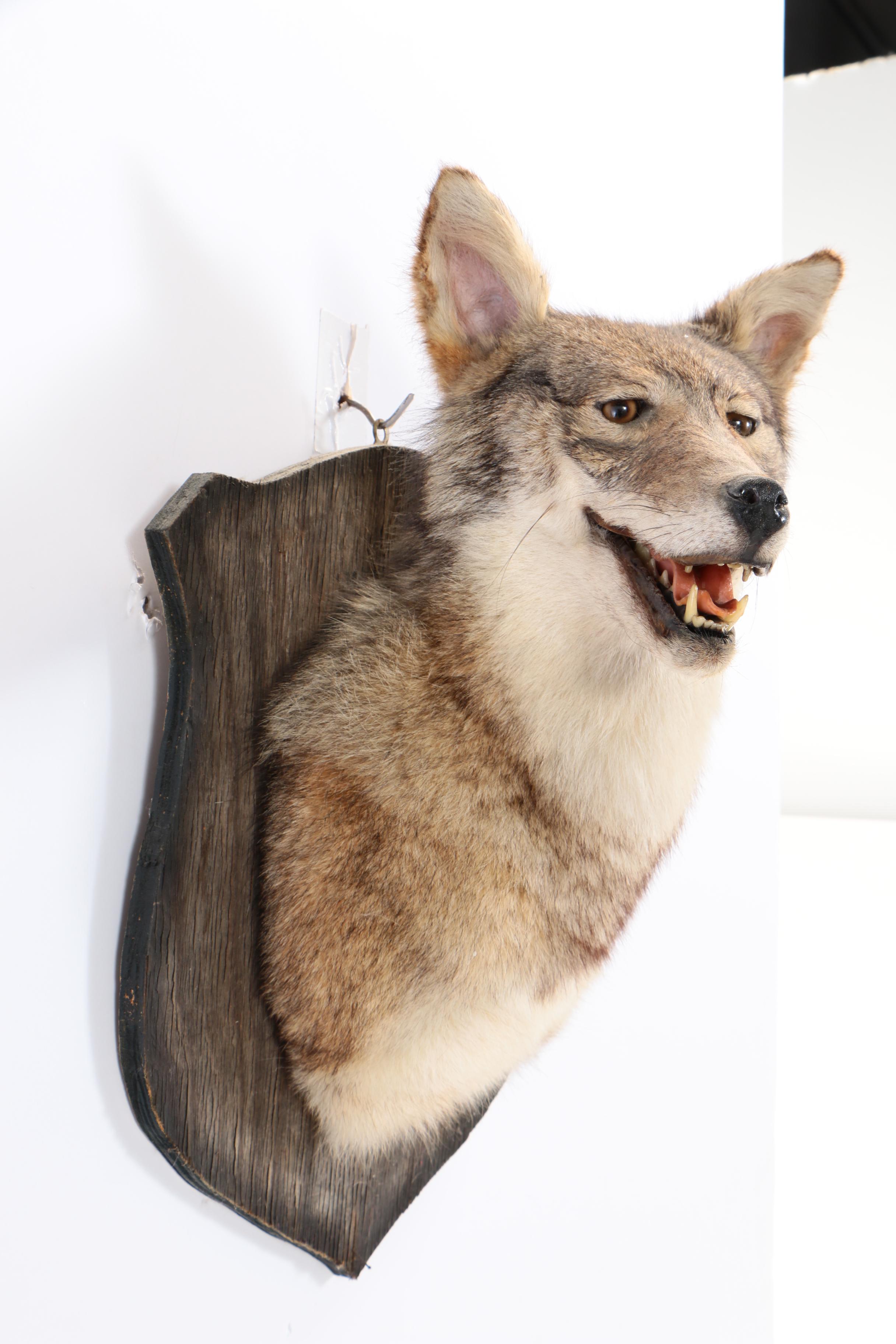 North American Coyote Taxidermy Shoulder Mount