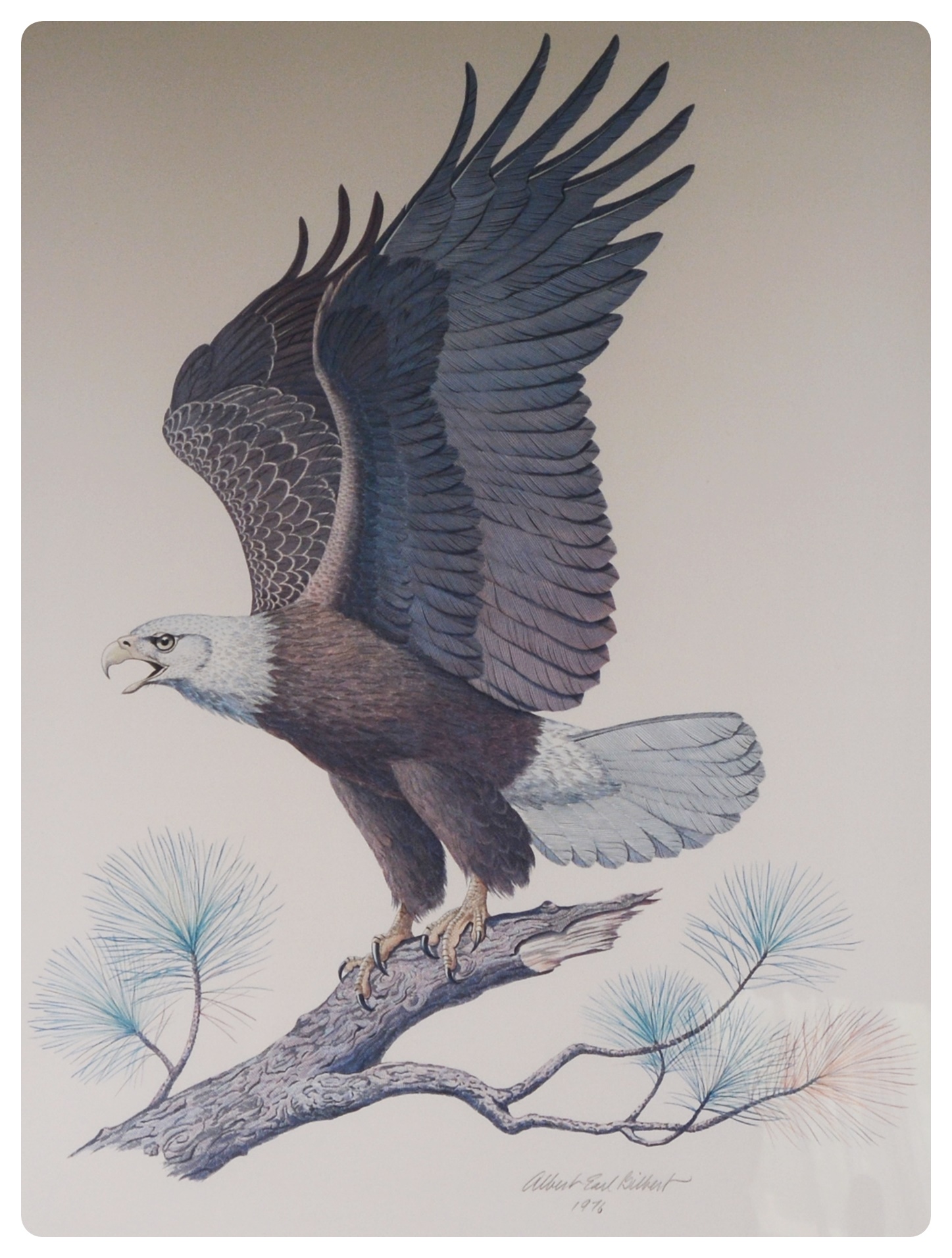 Albert Earl Gilbert Lithograph "The American Bald Eagle"