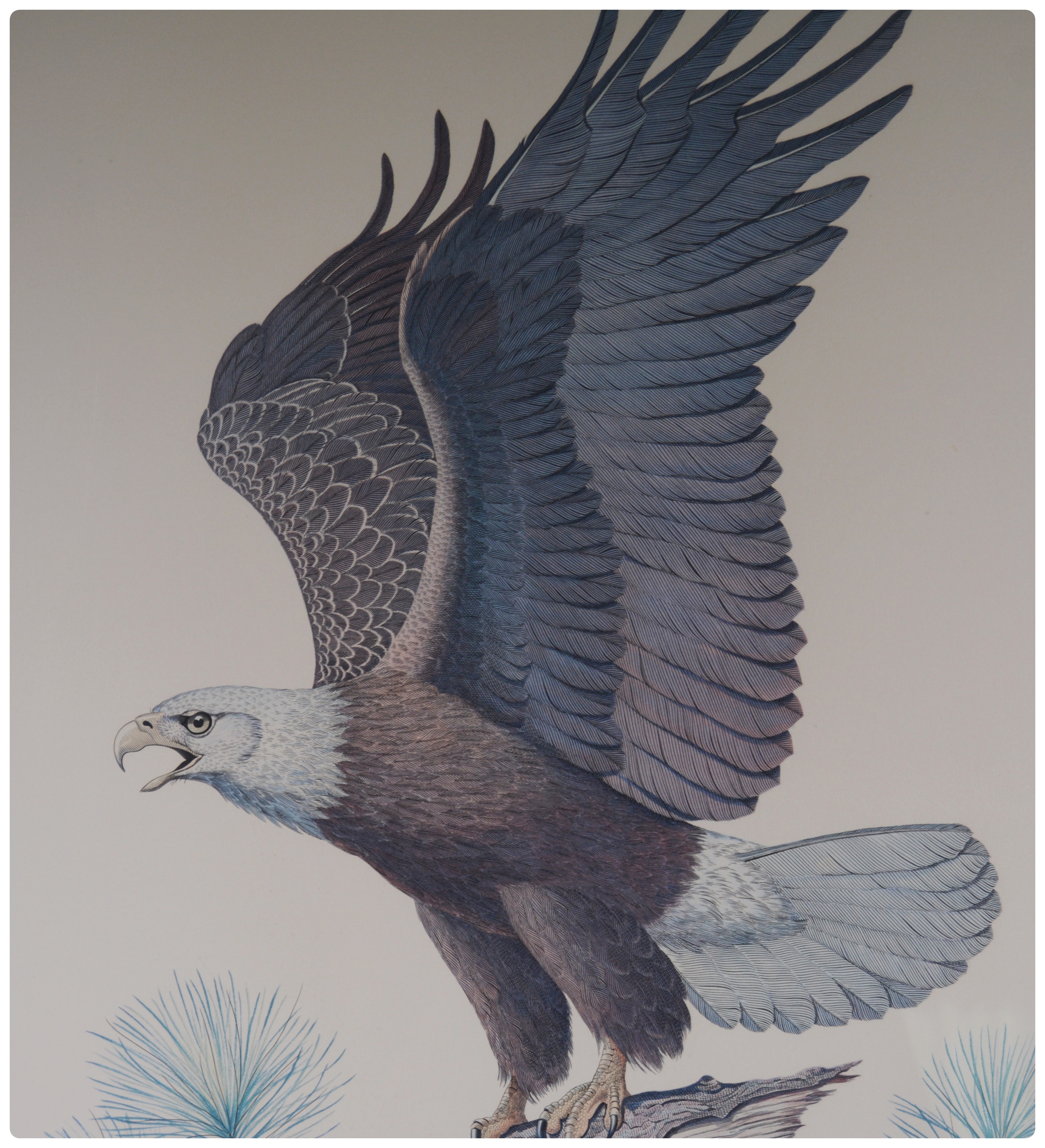 Albert Earl Gilbert Lithograph "The American Bald Eagle"