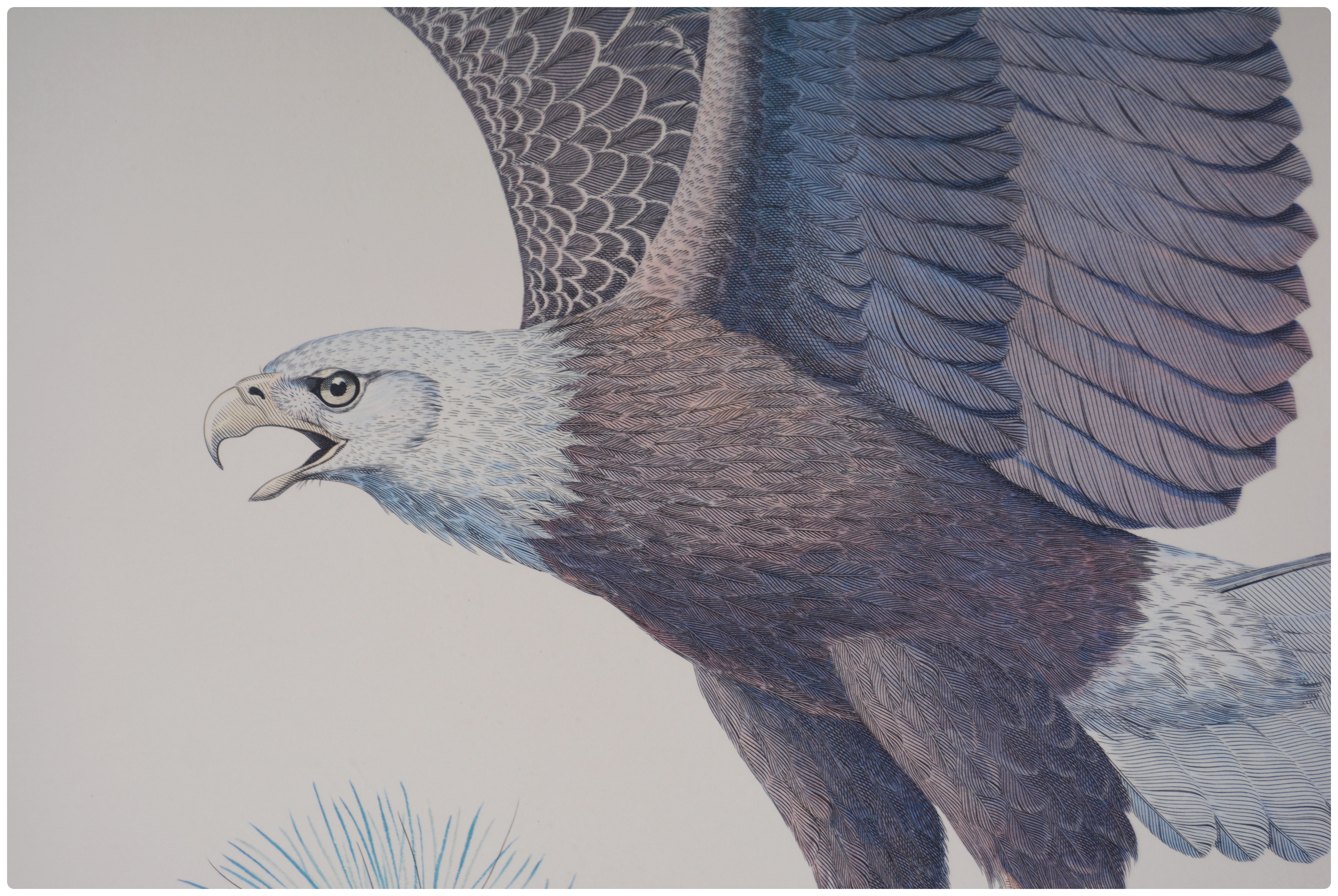 Albert Earl Gilbert Lithograph "The American Bald Eagle"