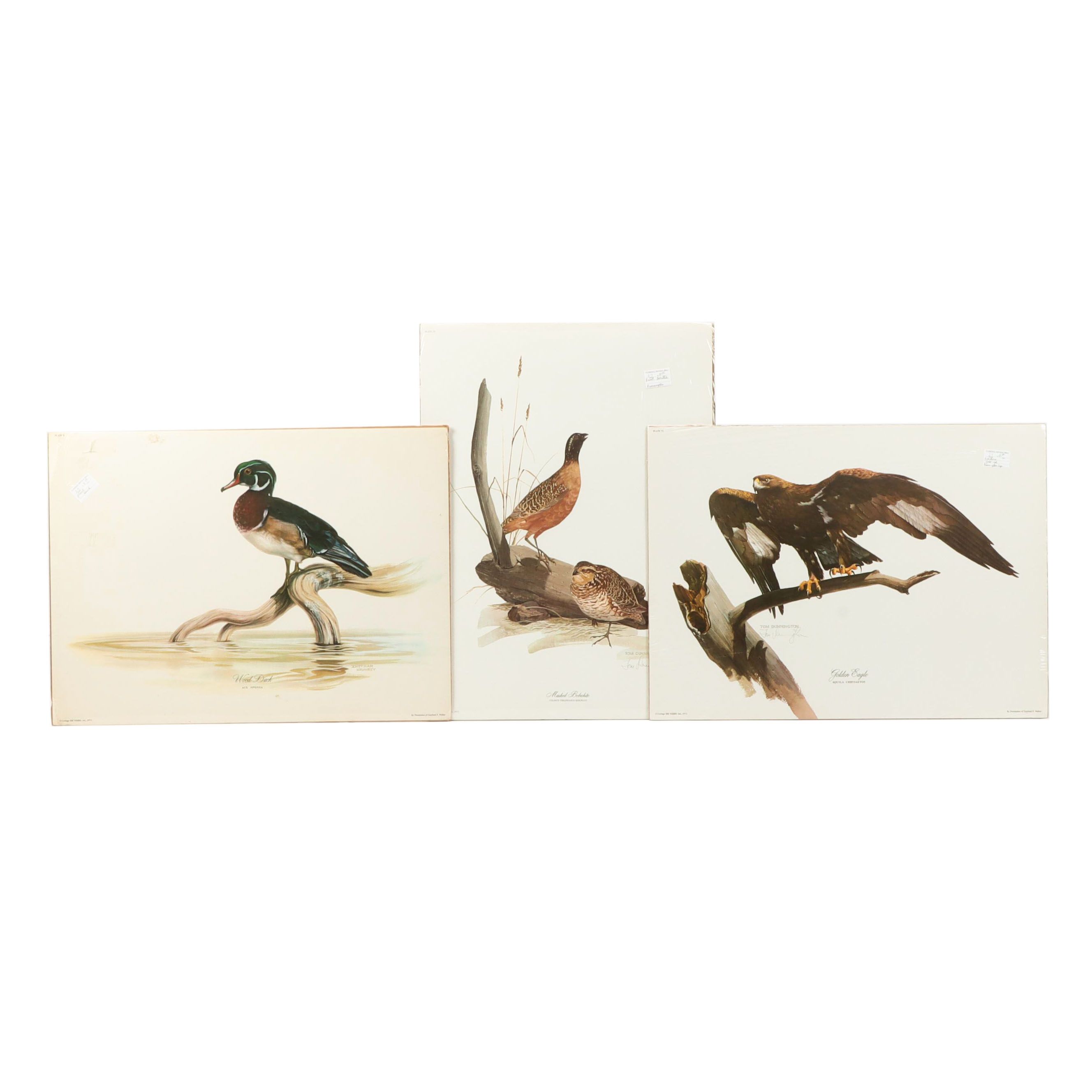Tom Dunnington Offset Lithographs "Masked Bobwhite" and "Golden Eagle"