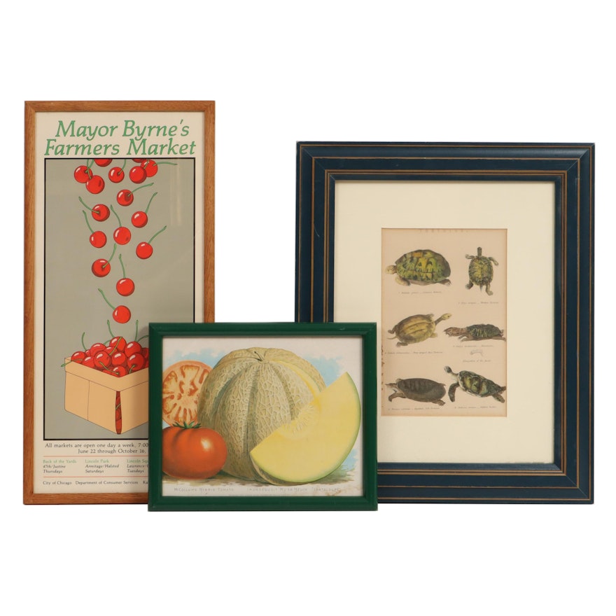 Nature and Fruit Color Engraving and Color Lithographs