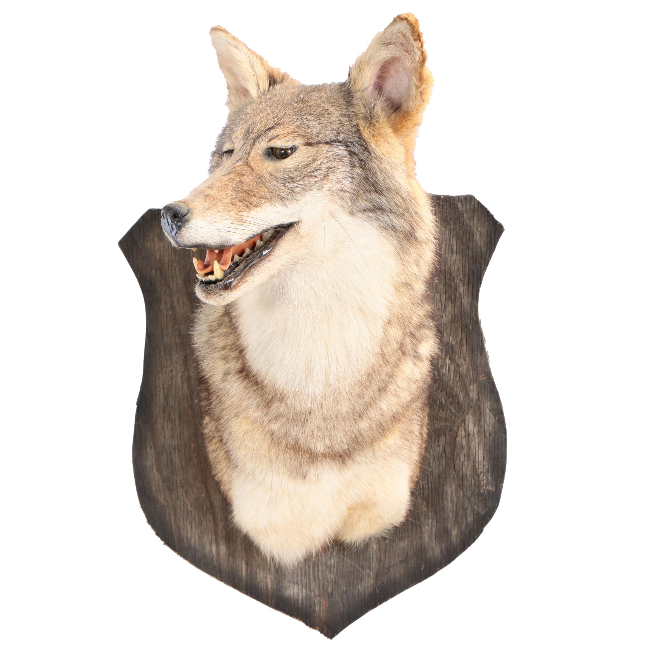 North American Coyote Taxidermy Shoulder Mount