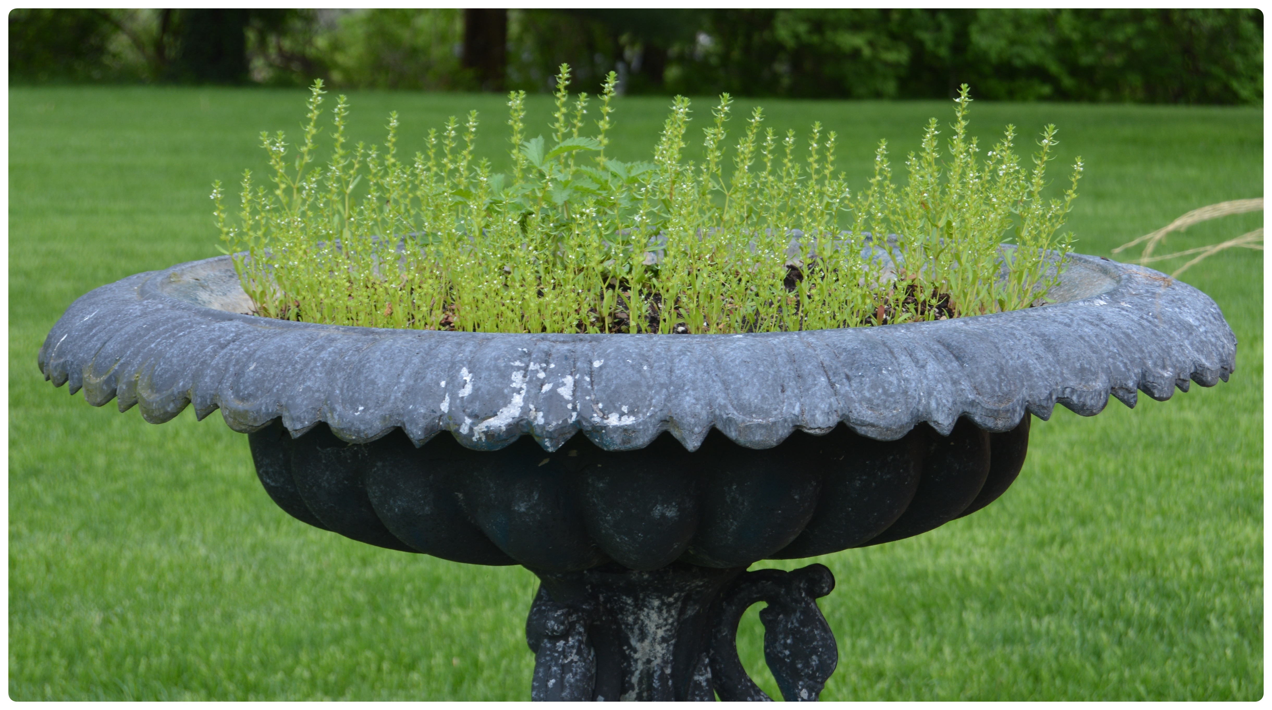 Outdoor Metal Shallow Bowl Planter