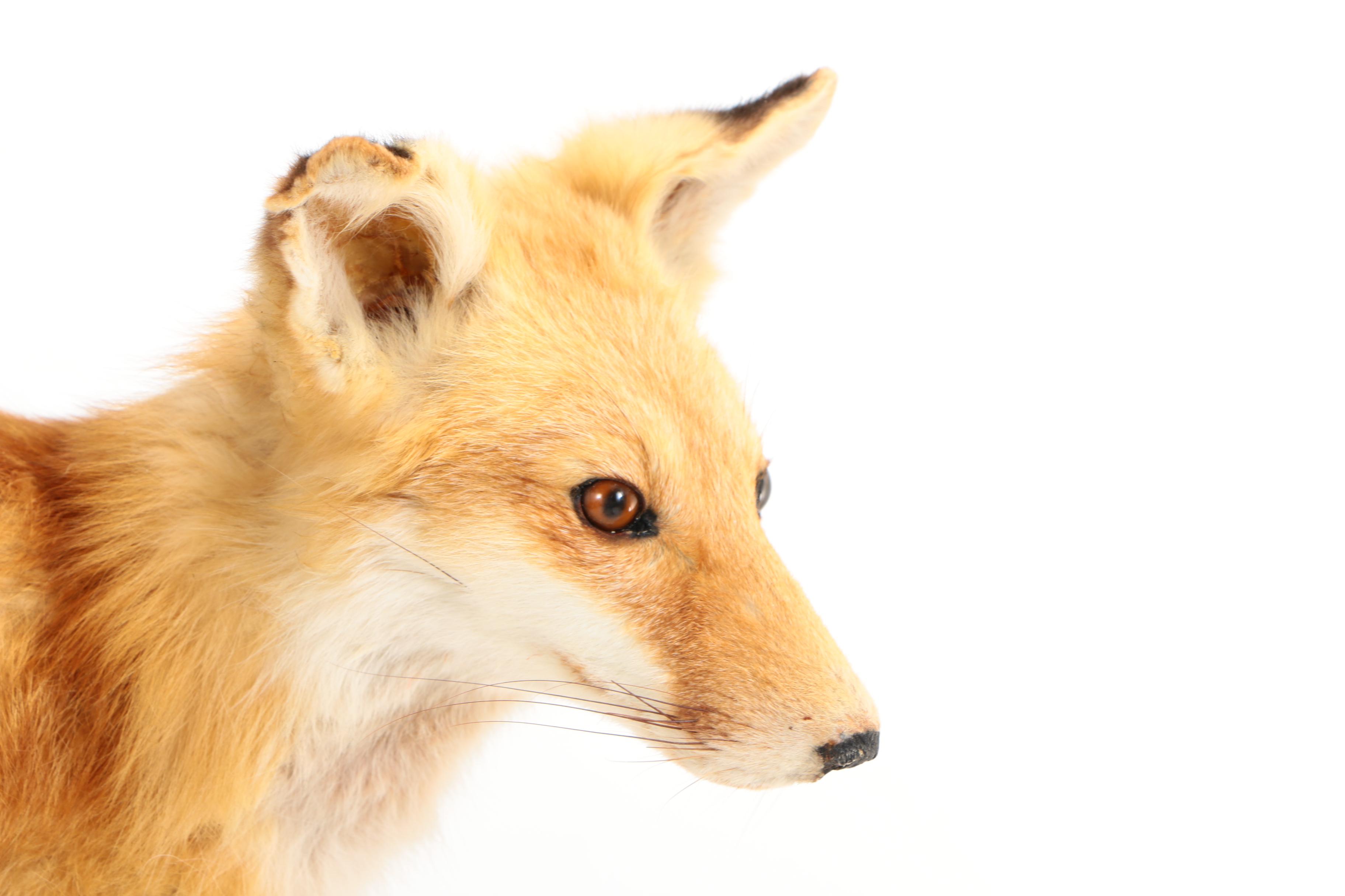 Red Fox Full Body Taxidermy Mount