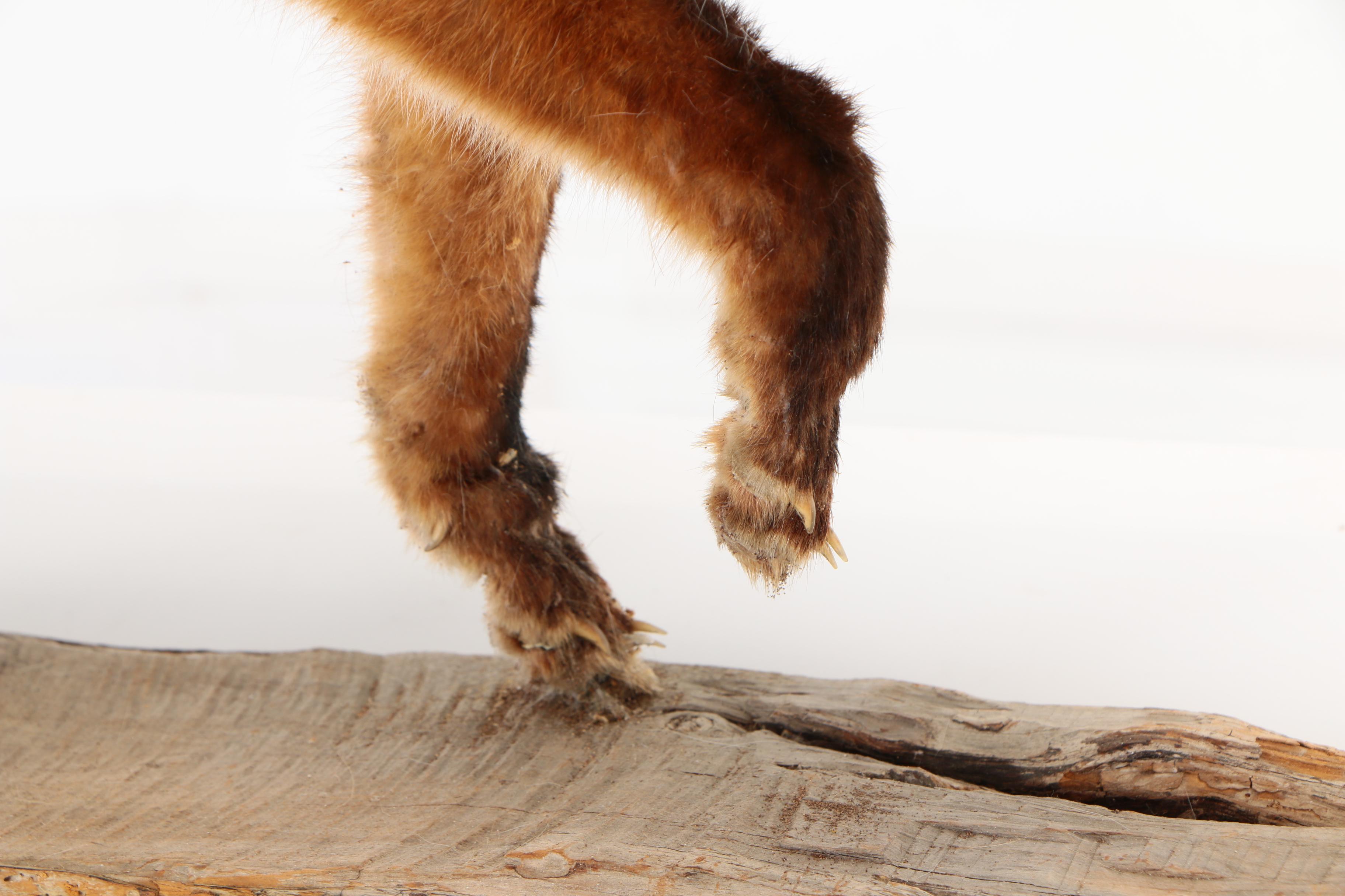 Red Fox Full Body Taxidermy Mount