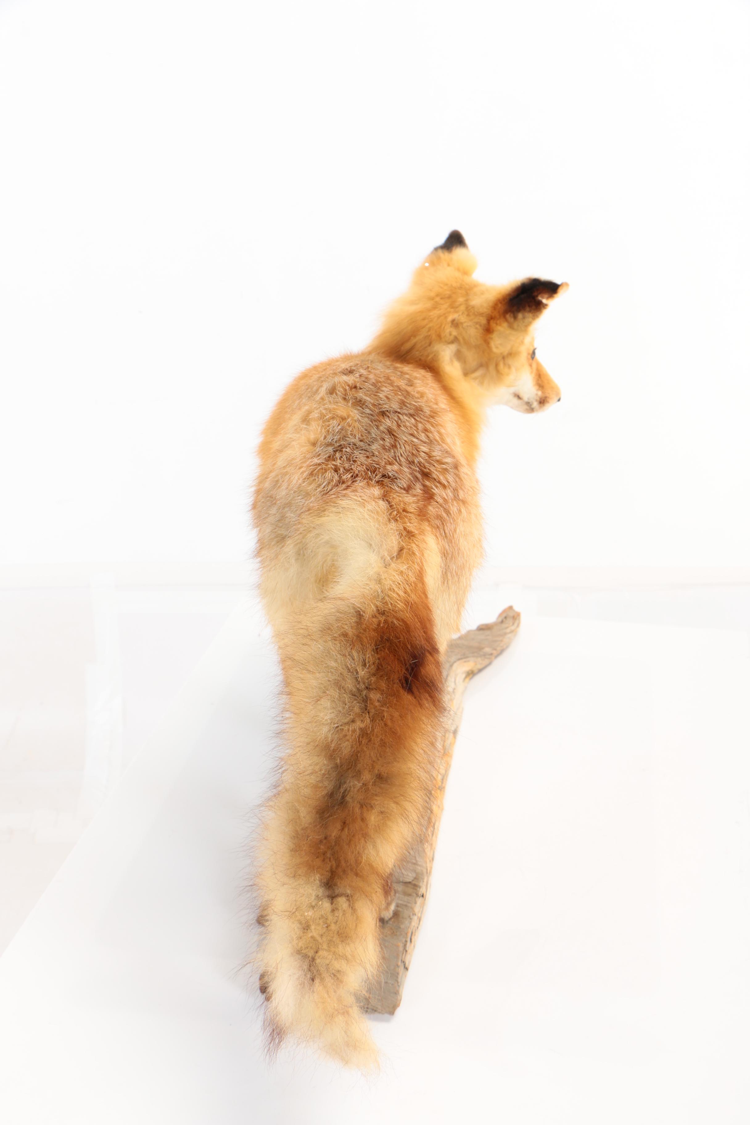 Red Fox Full Body Taxidermy Mount