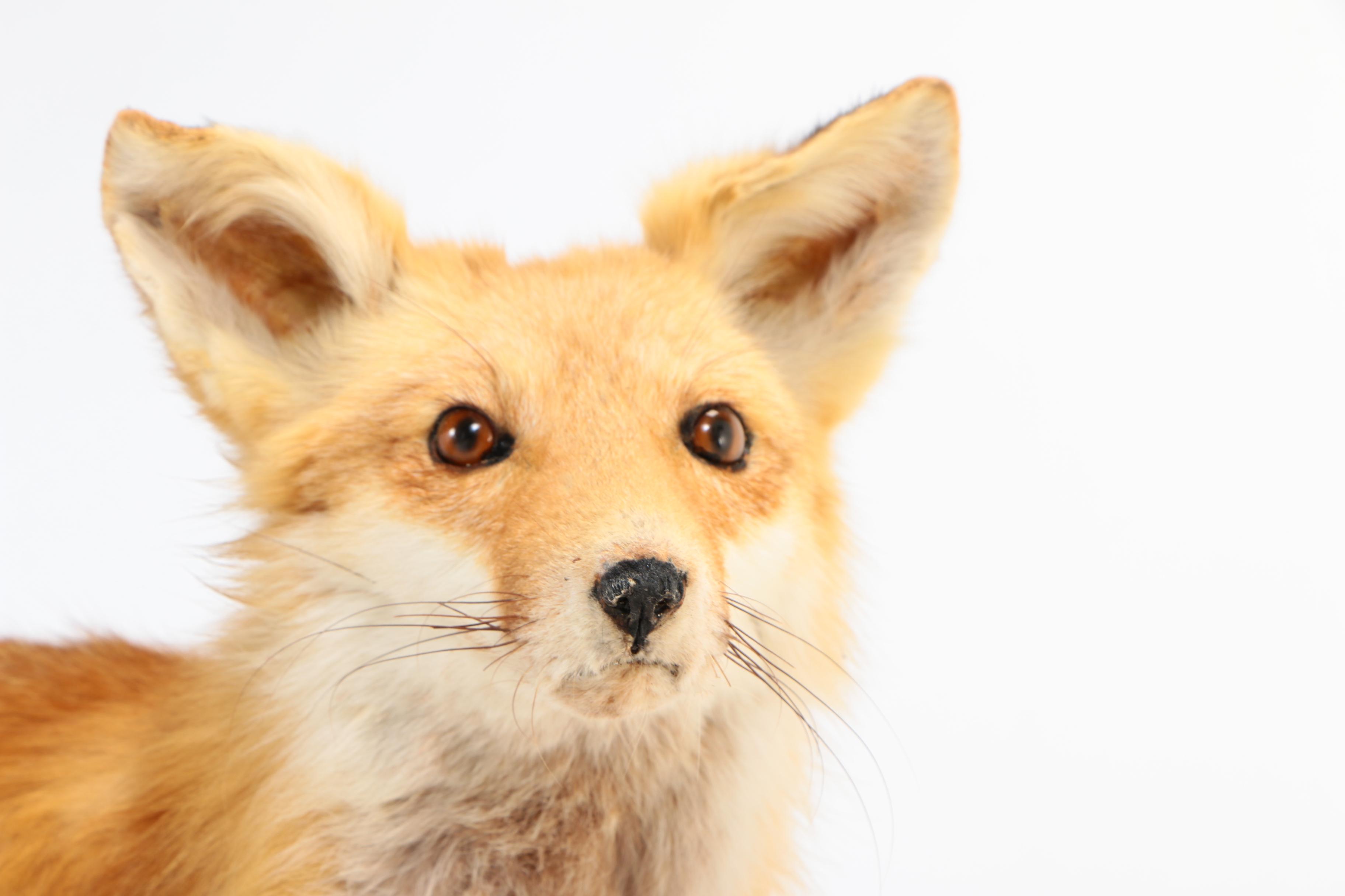 Red Fox Full Body Taxidermy Mount
