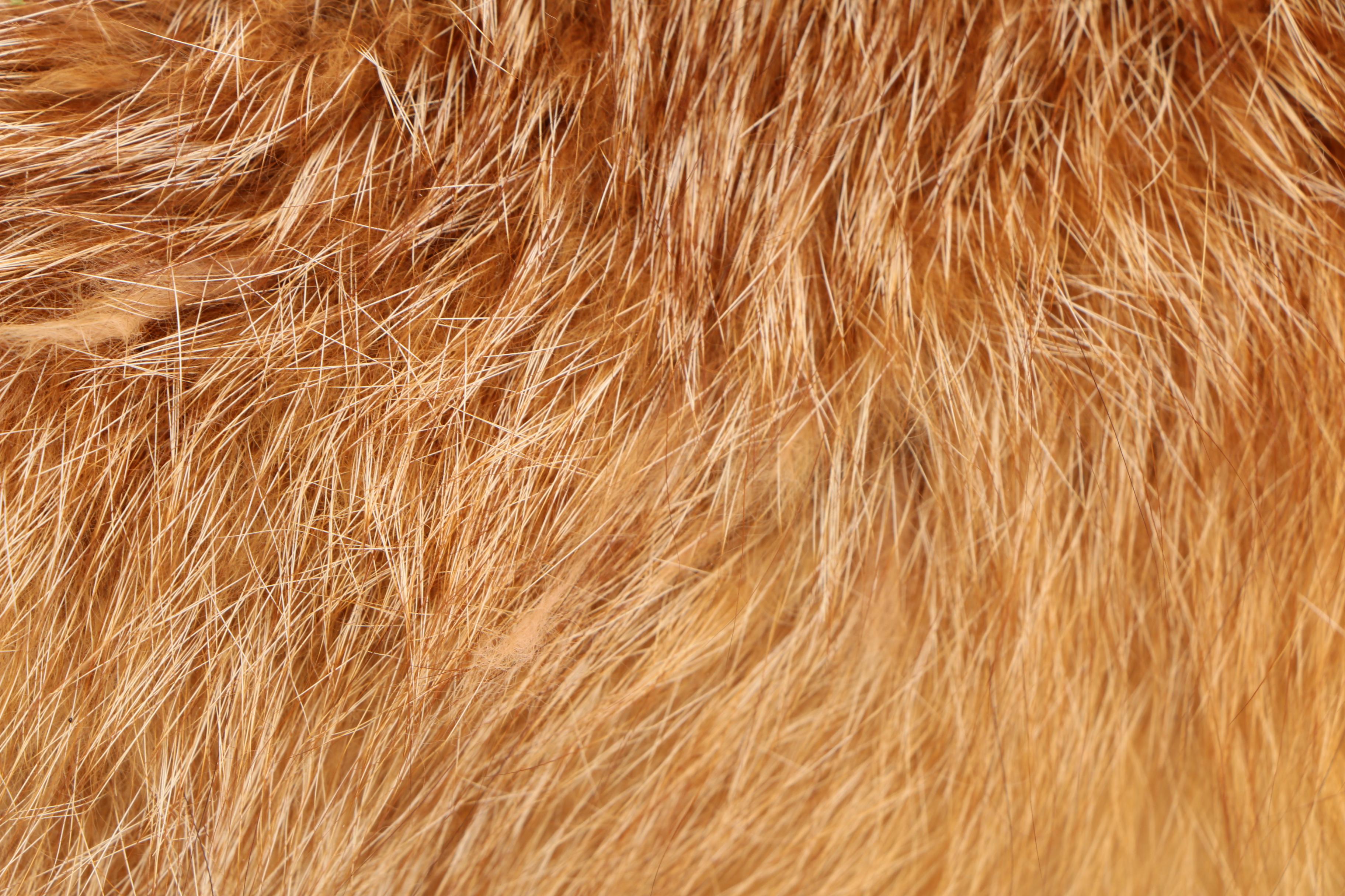 Red Fox Full Body Taxidermy Mount