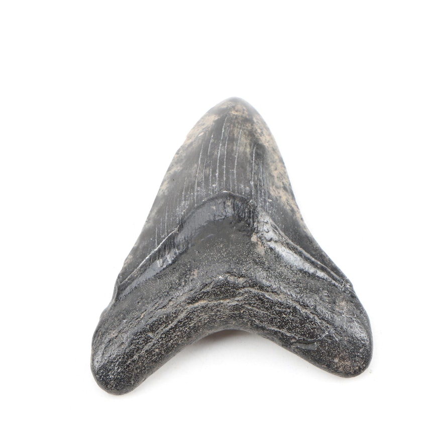 Fossilized Megalodon Tooth