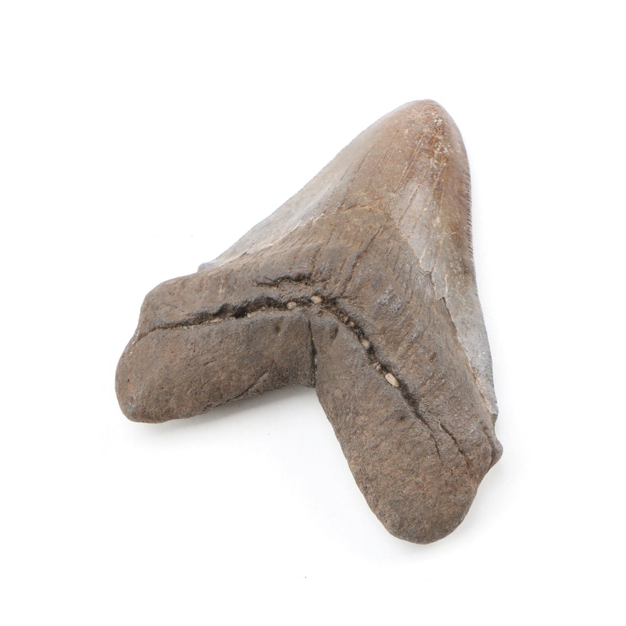 Fossilized Megalodon Tooth