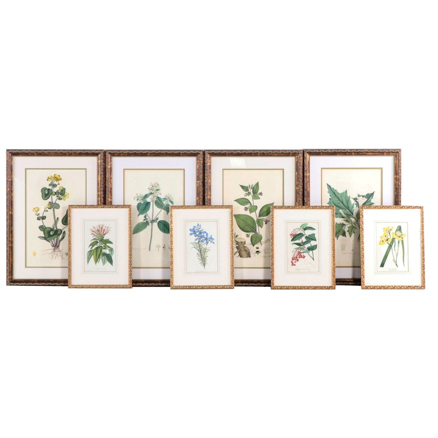 Botanical Hand-Colored Engravings and Color Lithographs