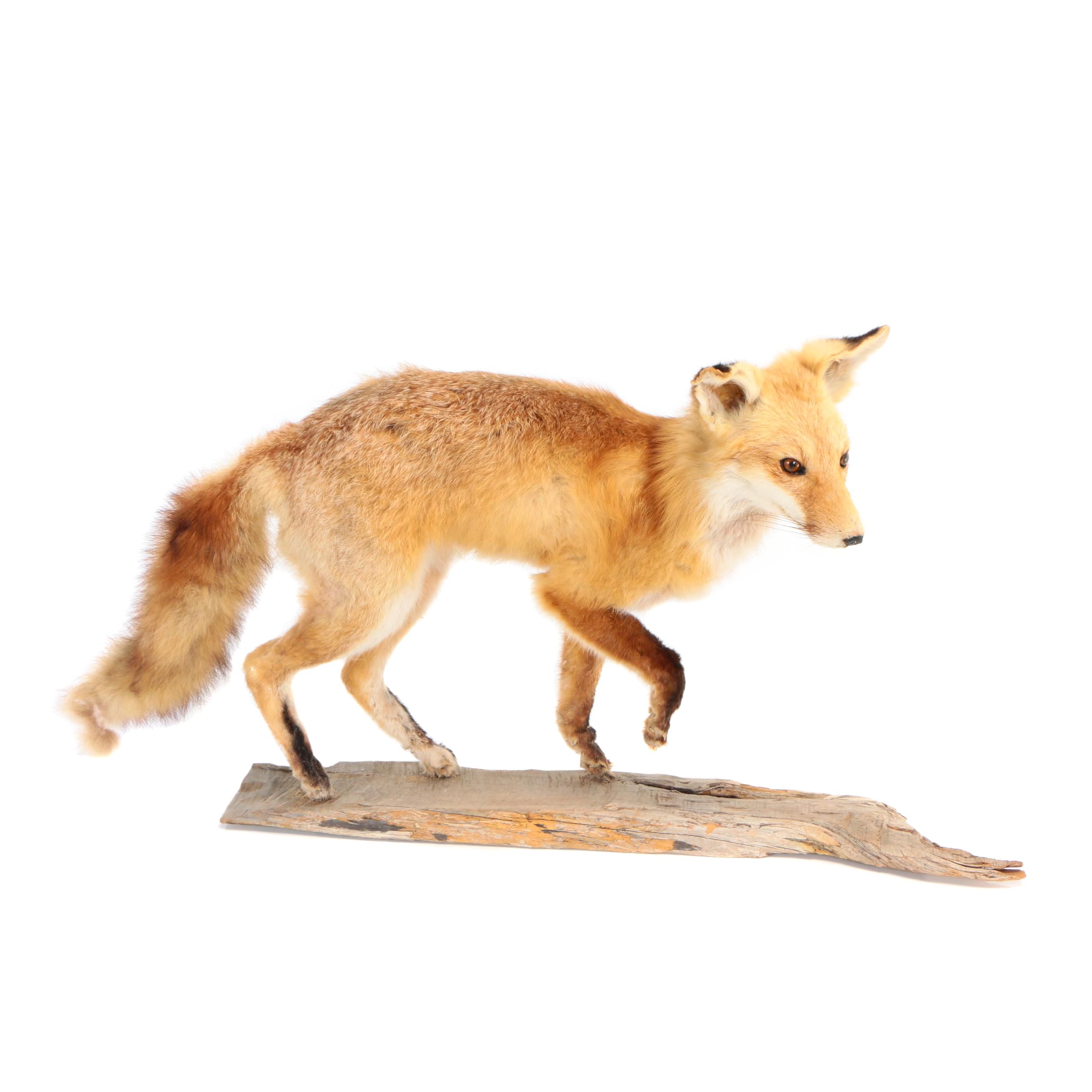 Red Fox Full Body Taxidermy Mount