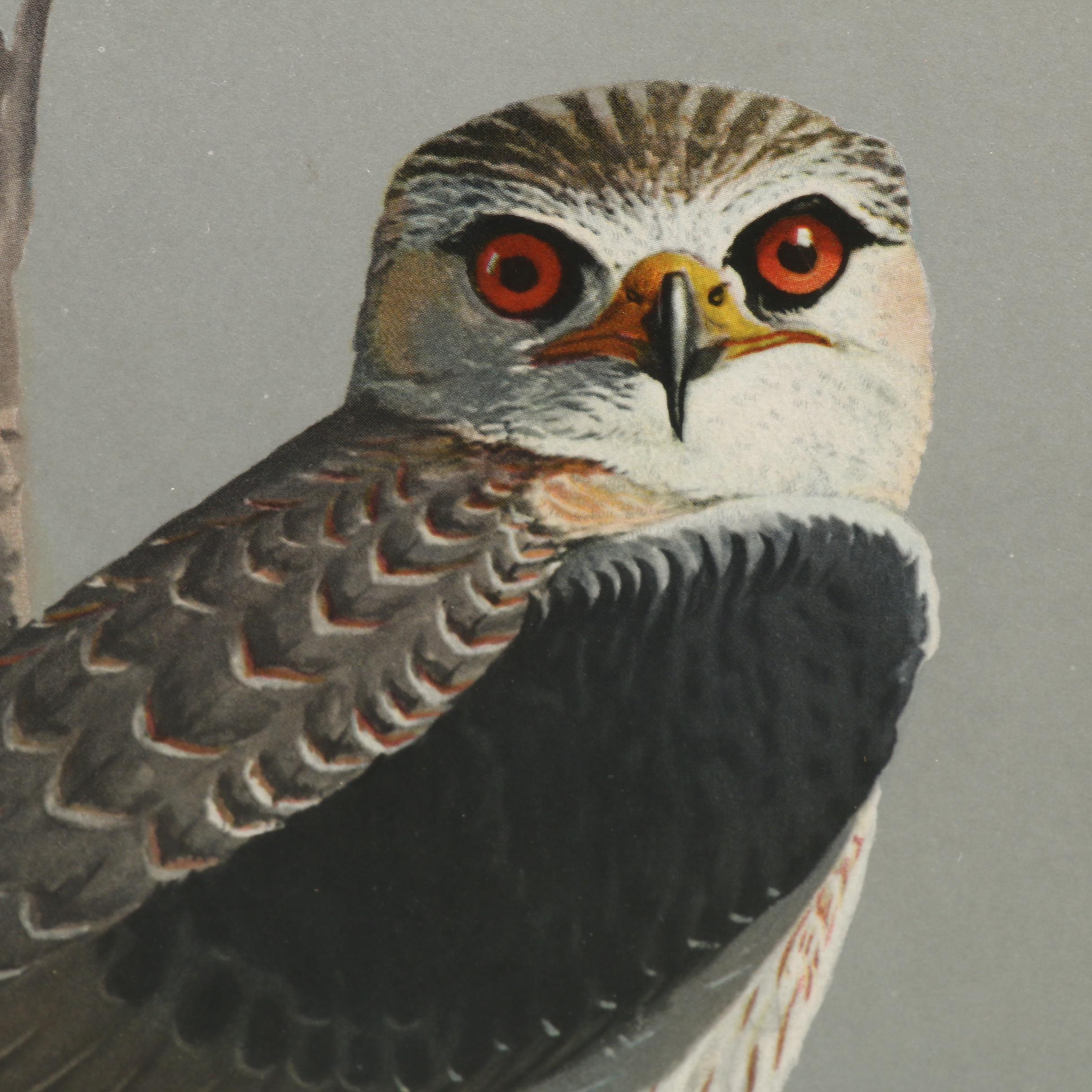 Offset Lithograph After Louis Agassiz Fuertes Paintings of Birds