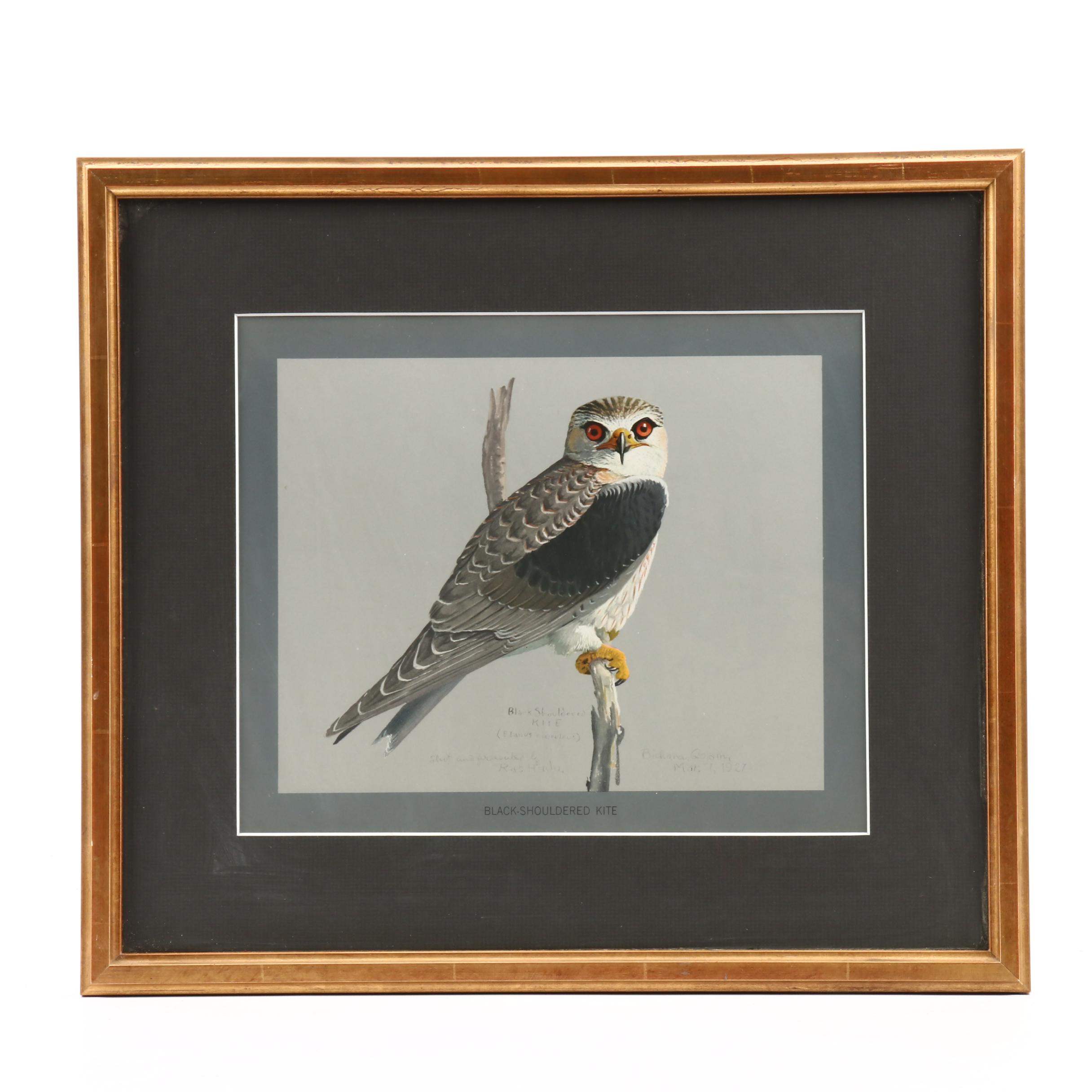 Offset Lithograph After Louis Agassiz Fuertes Paintings of Birds