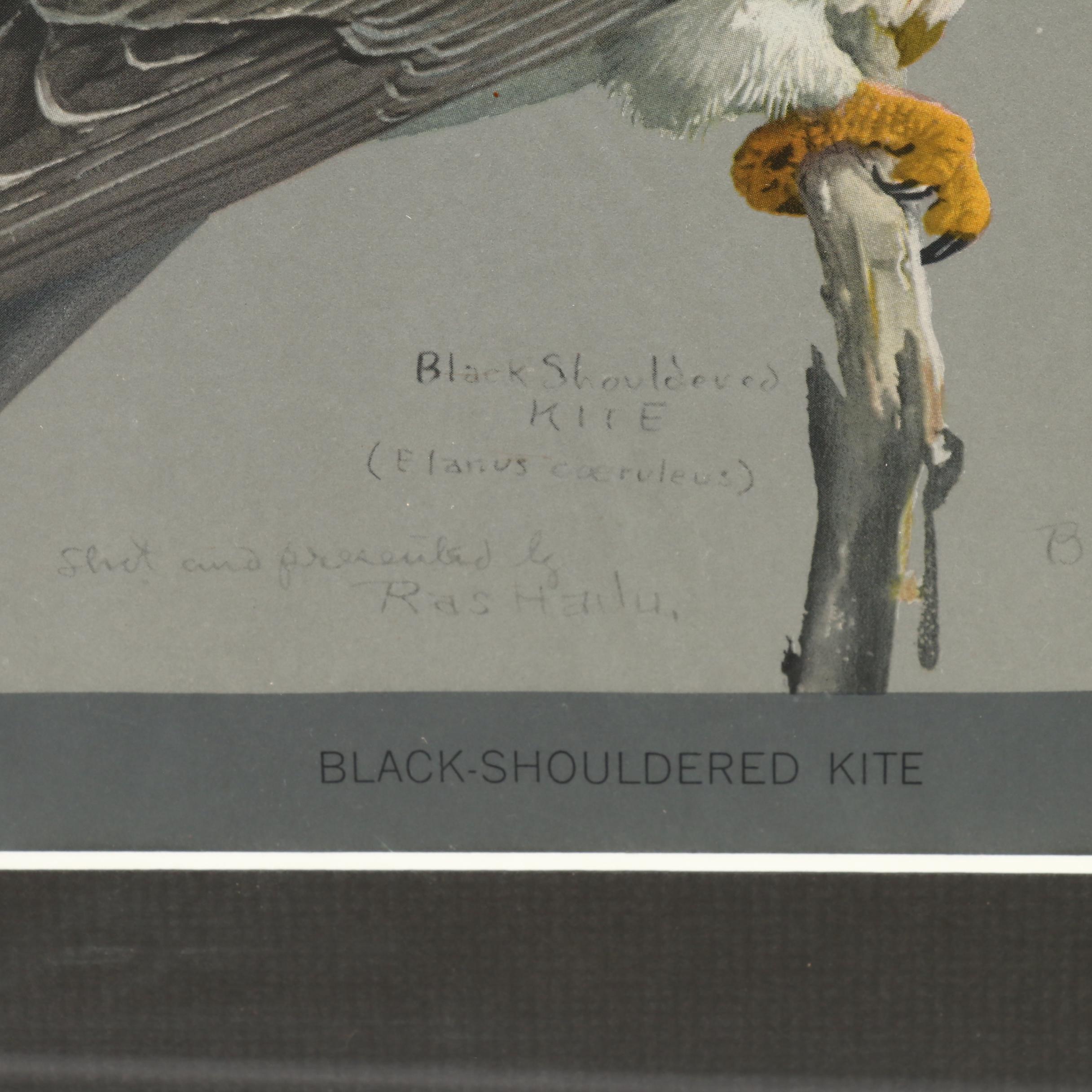 Offset Lithograph After Louis Agassiz Fuertes Paintings of Birds