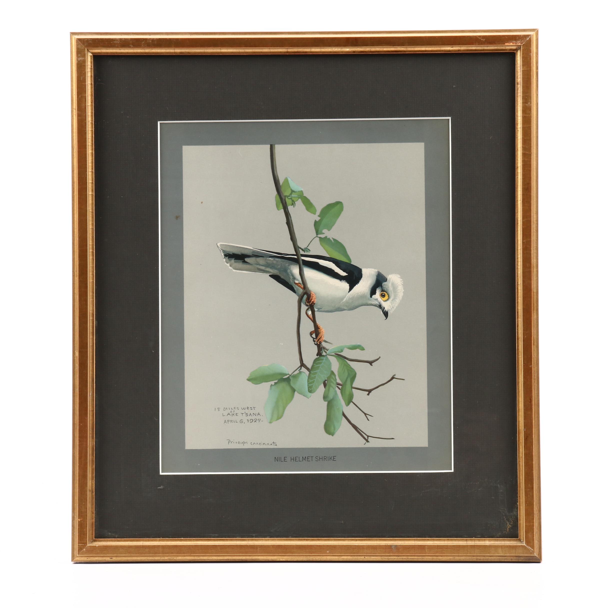 Offset Lithograph After Louis Agassiz Fuertes Paintings of Birds