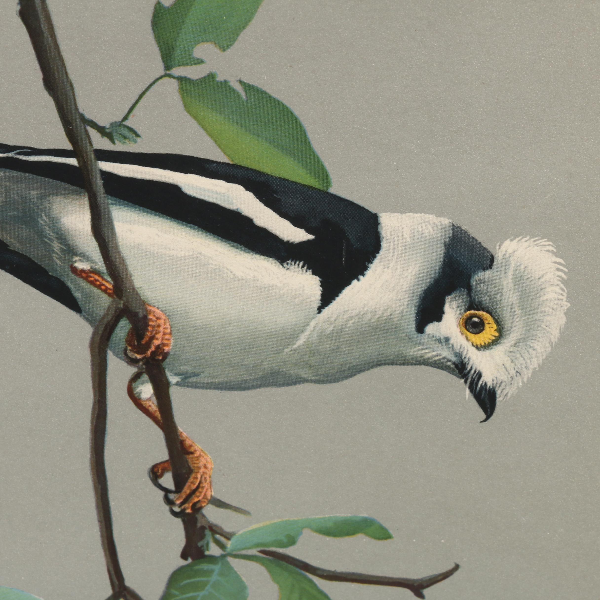 Offset Lithograph After Louis Agassiz Fuertes Paintings of Birds