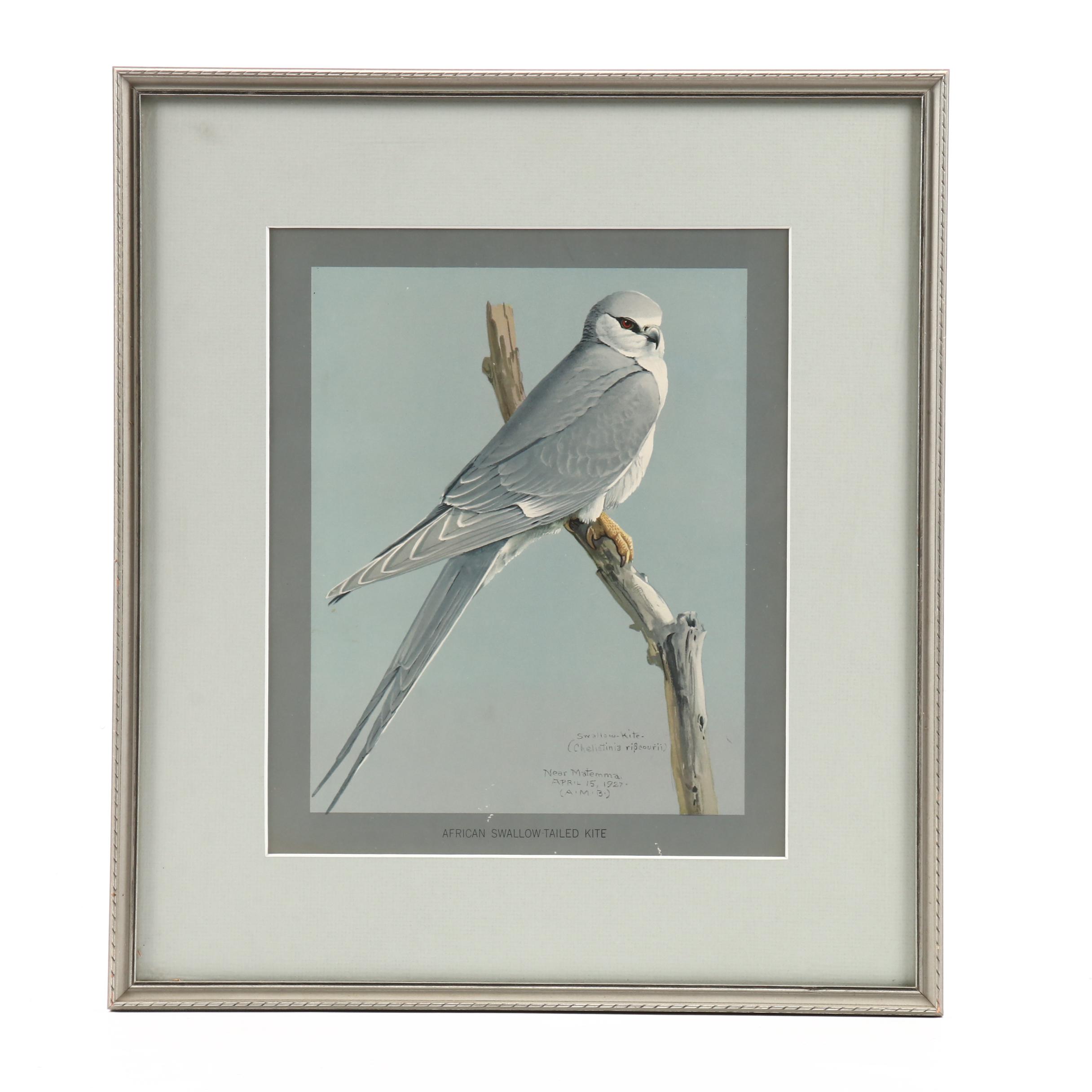 Offset Lithograph After Louis Agassiz Fuertes Paintings of Birds