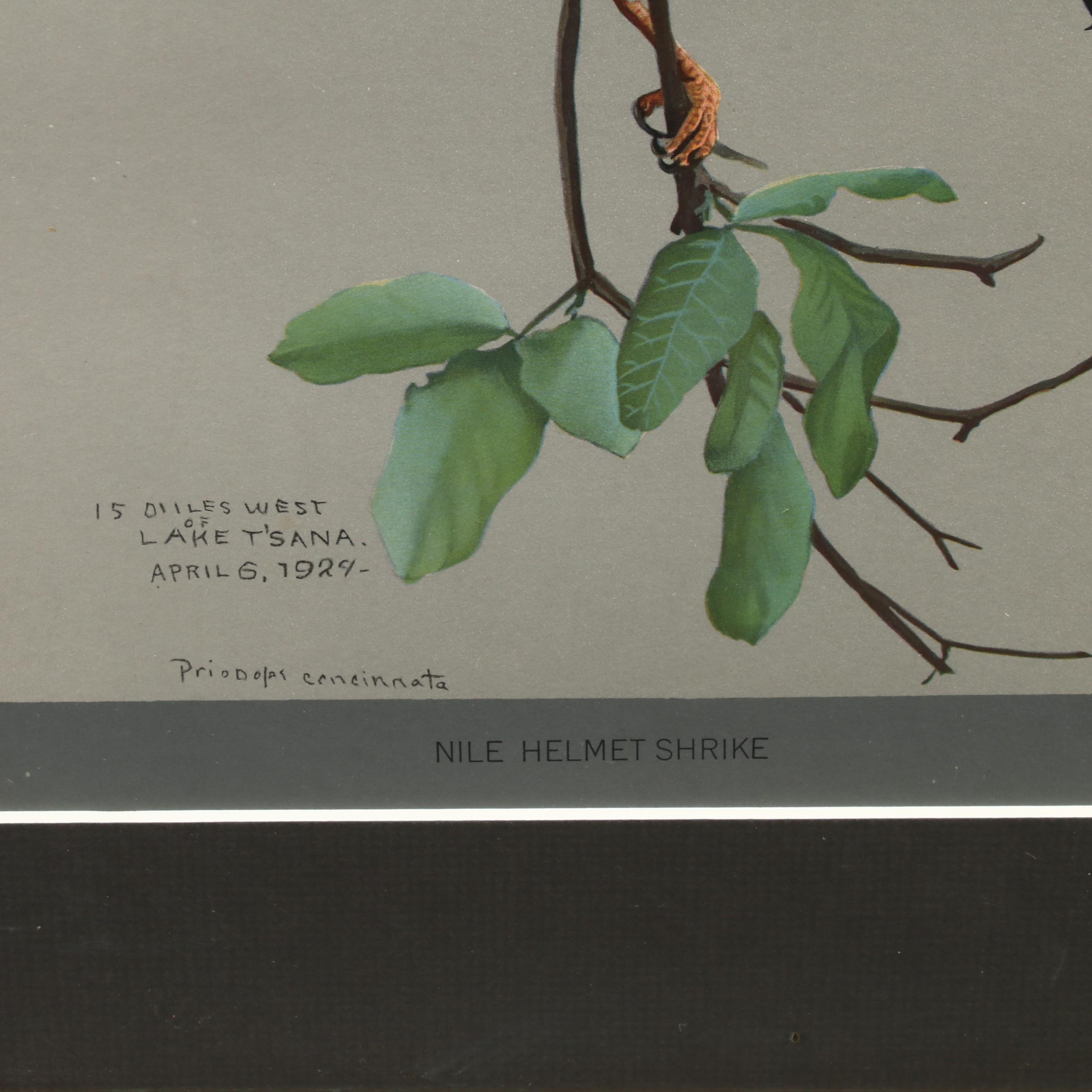 Offset Lithograph After Louis Agassiz Fuertes Paintings of Birds