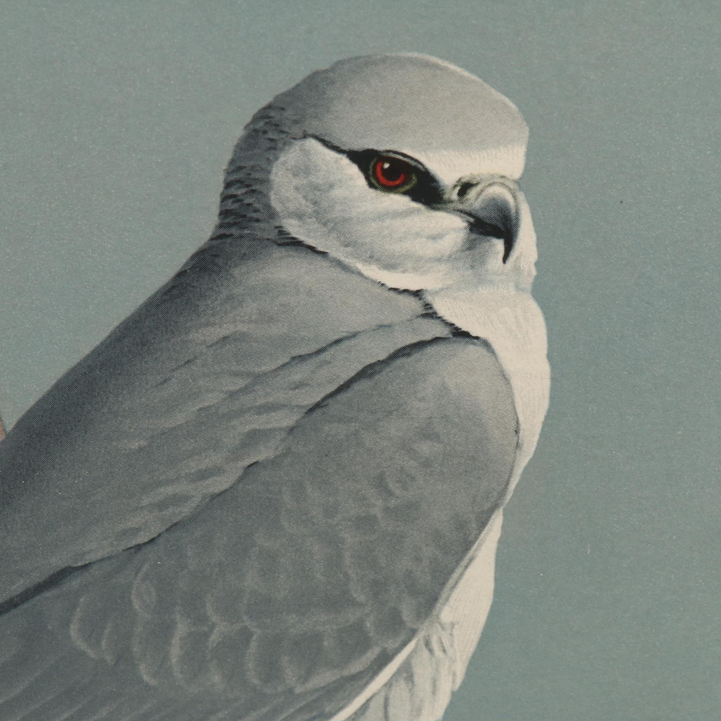 Offset Lithograph After Louis Agassiz Fuertes Paintings of Birds