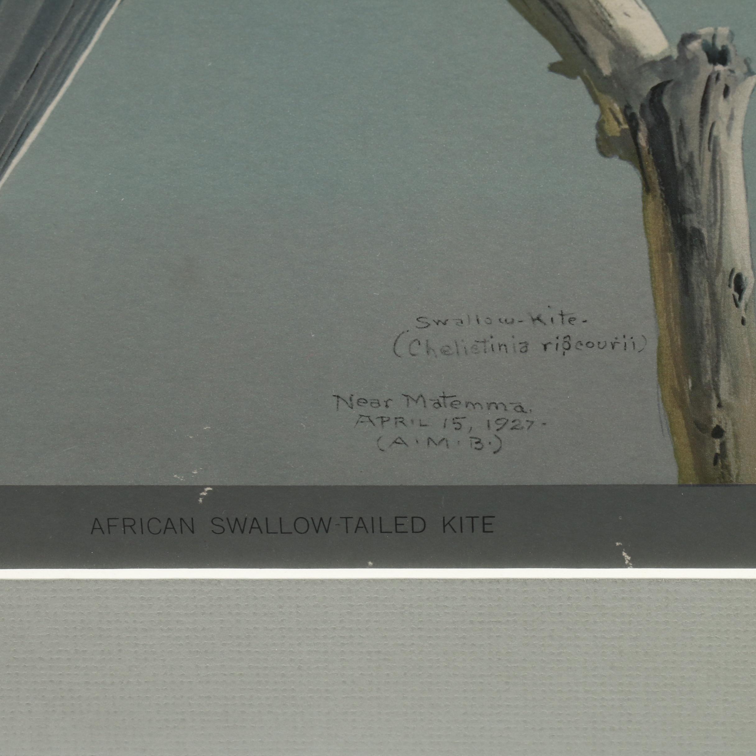 Offset Lithograph After Louis Agassiz Fuertes Paintings of Birds