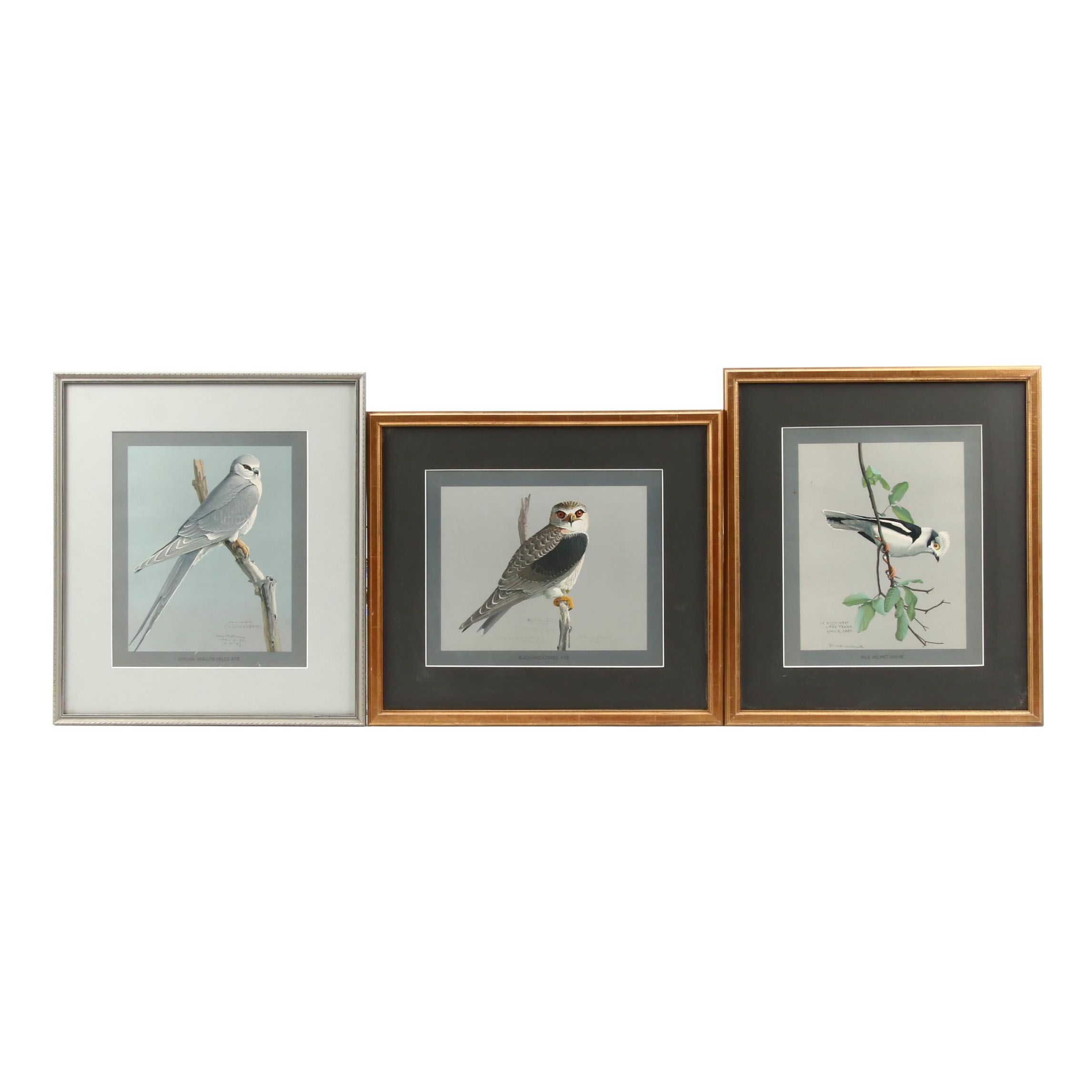 Offset Lithograph After Louis Agassiz Fuertes Paintings of Birds