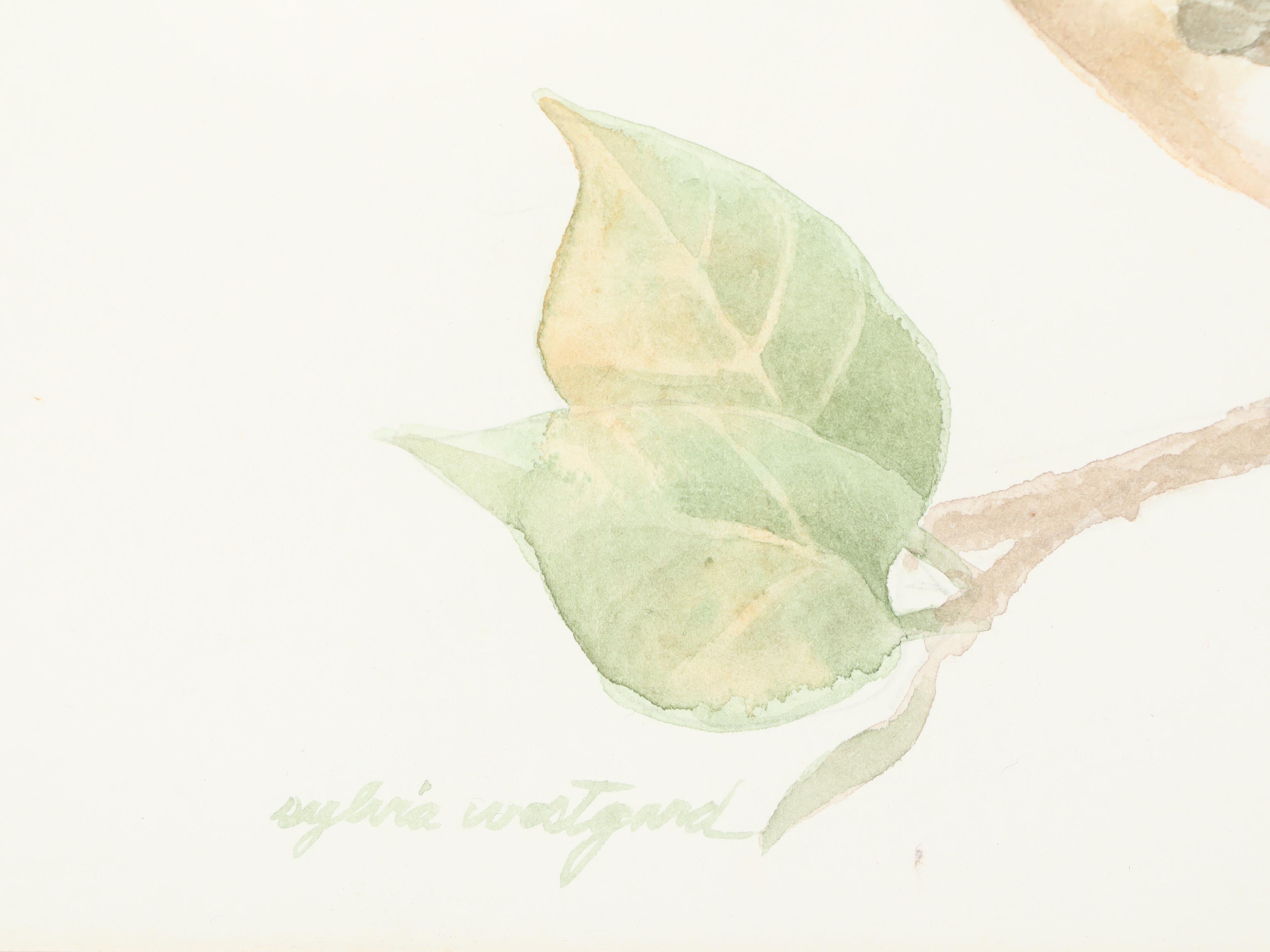 Sylvia Westgard Bird Watercolor Paintings