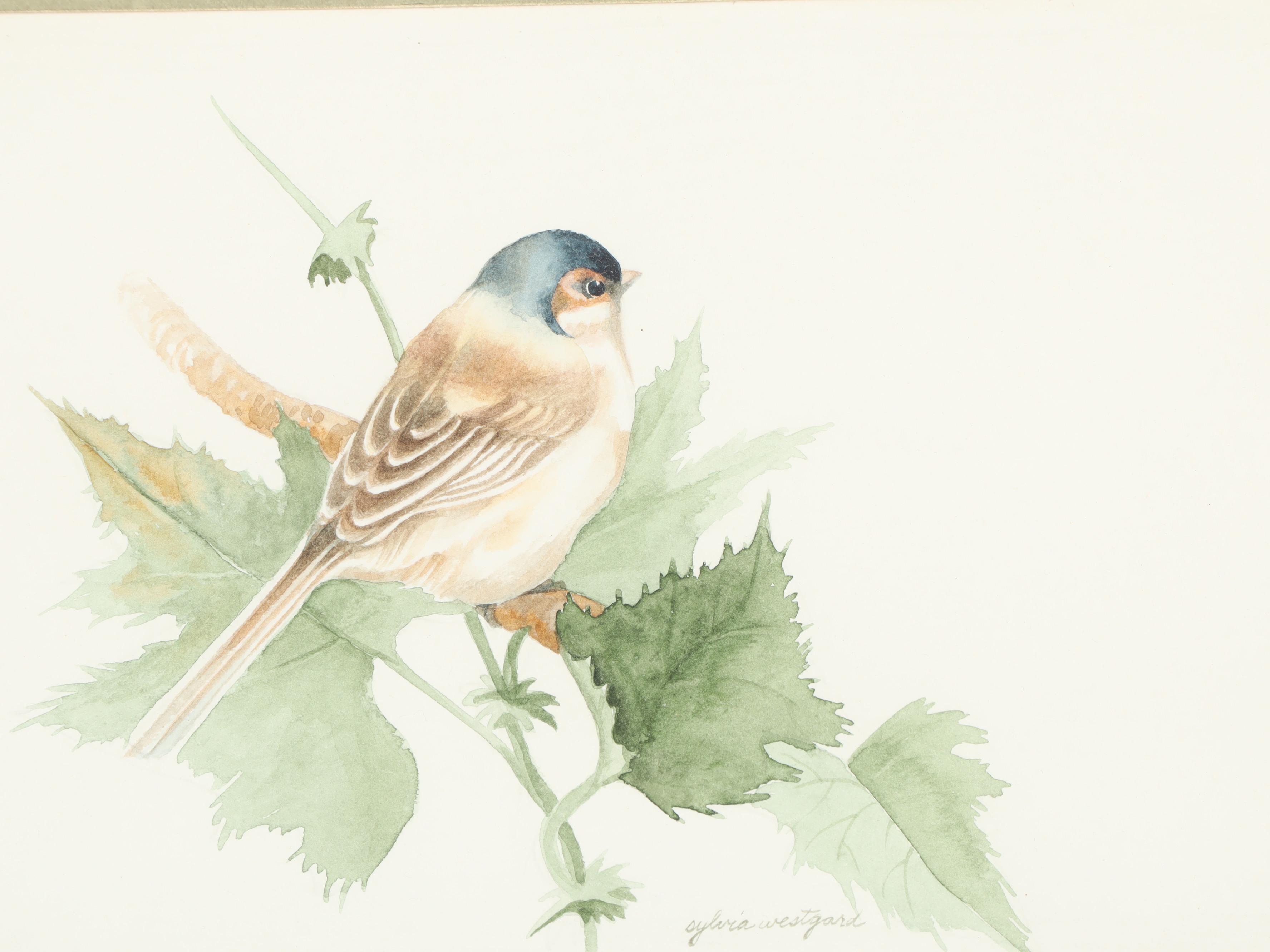 Sylvia Westgard Bird Watercolor Paintings
