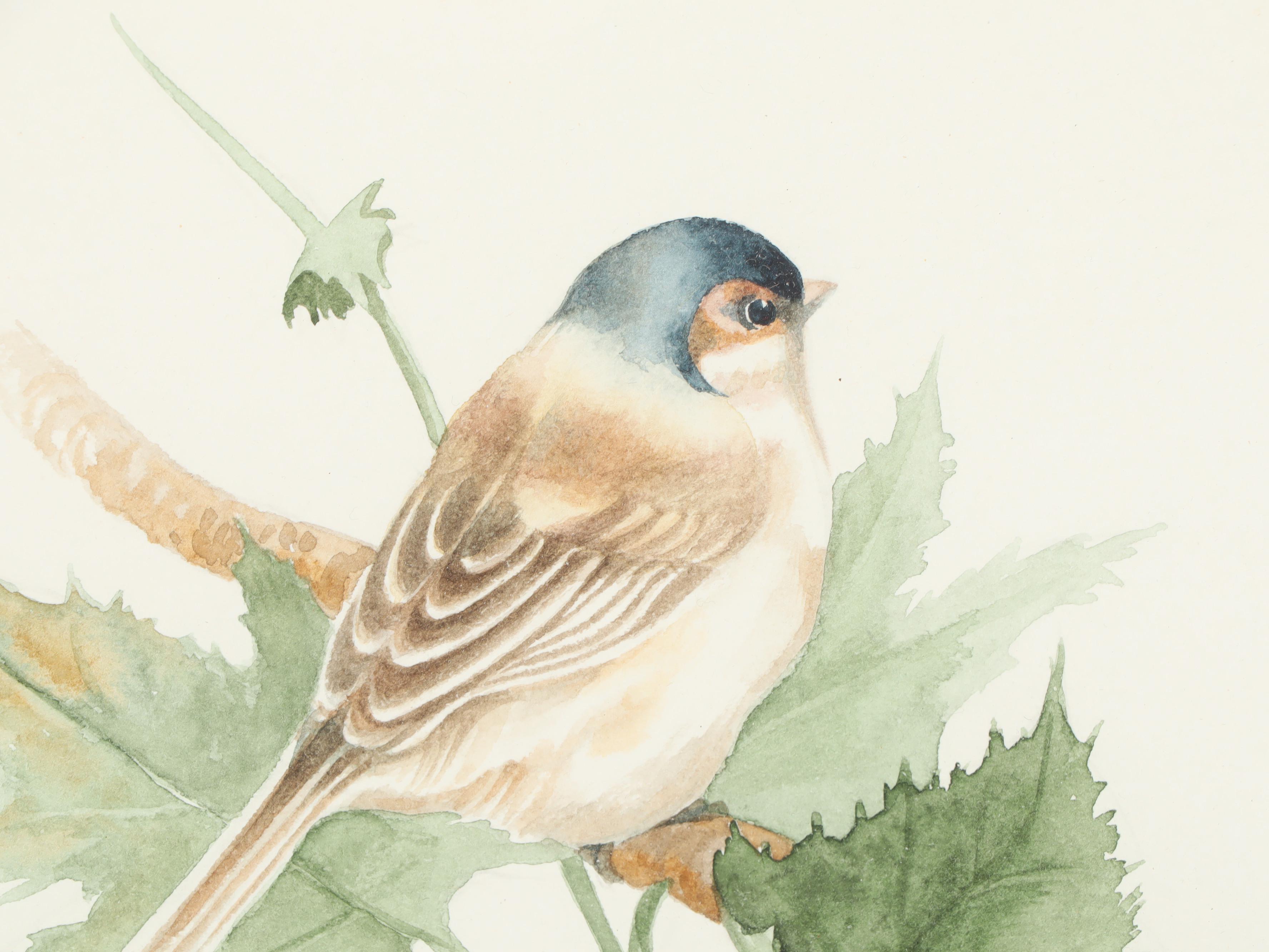 Sylvia Westgard Bird Watercolor Paintings