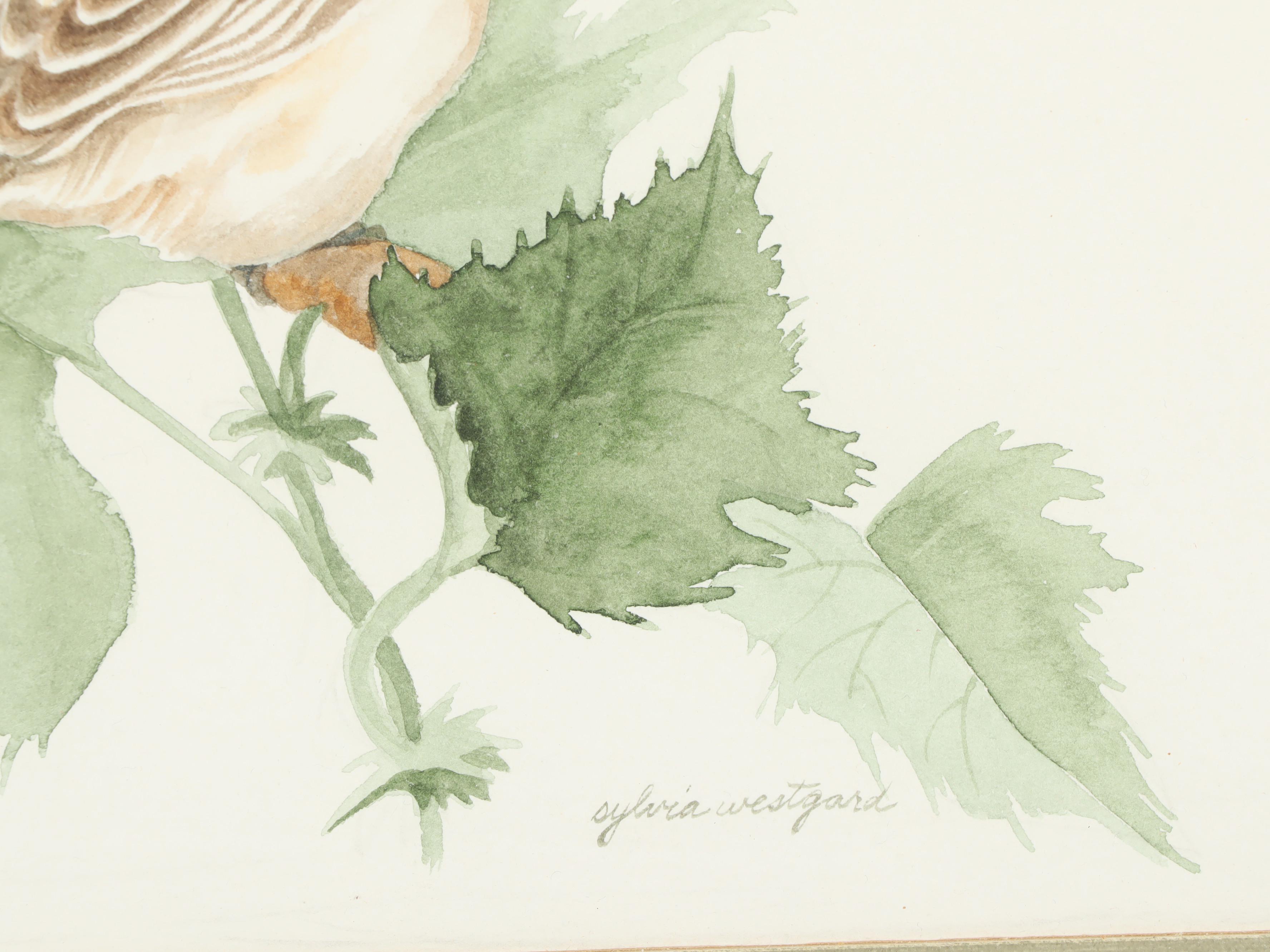 Sylvia Westgard Bird Watercolor Paintings