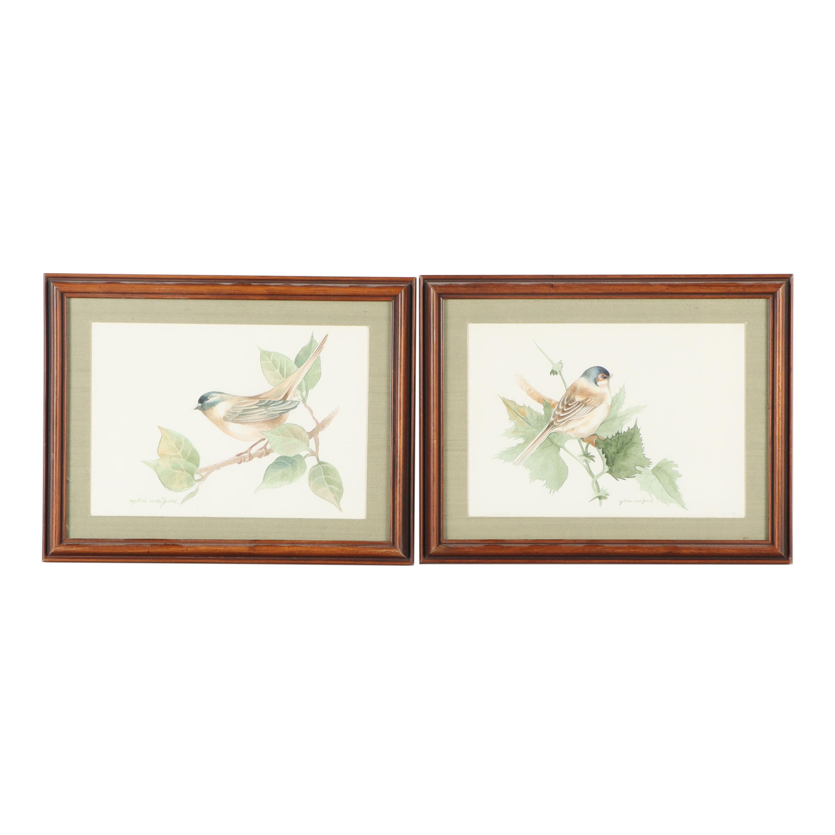 Sylvia Westgard Bird Watercolor Paintings