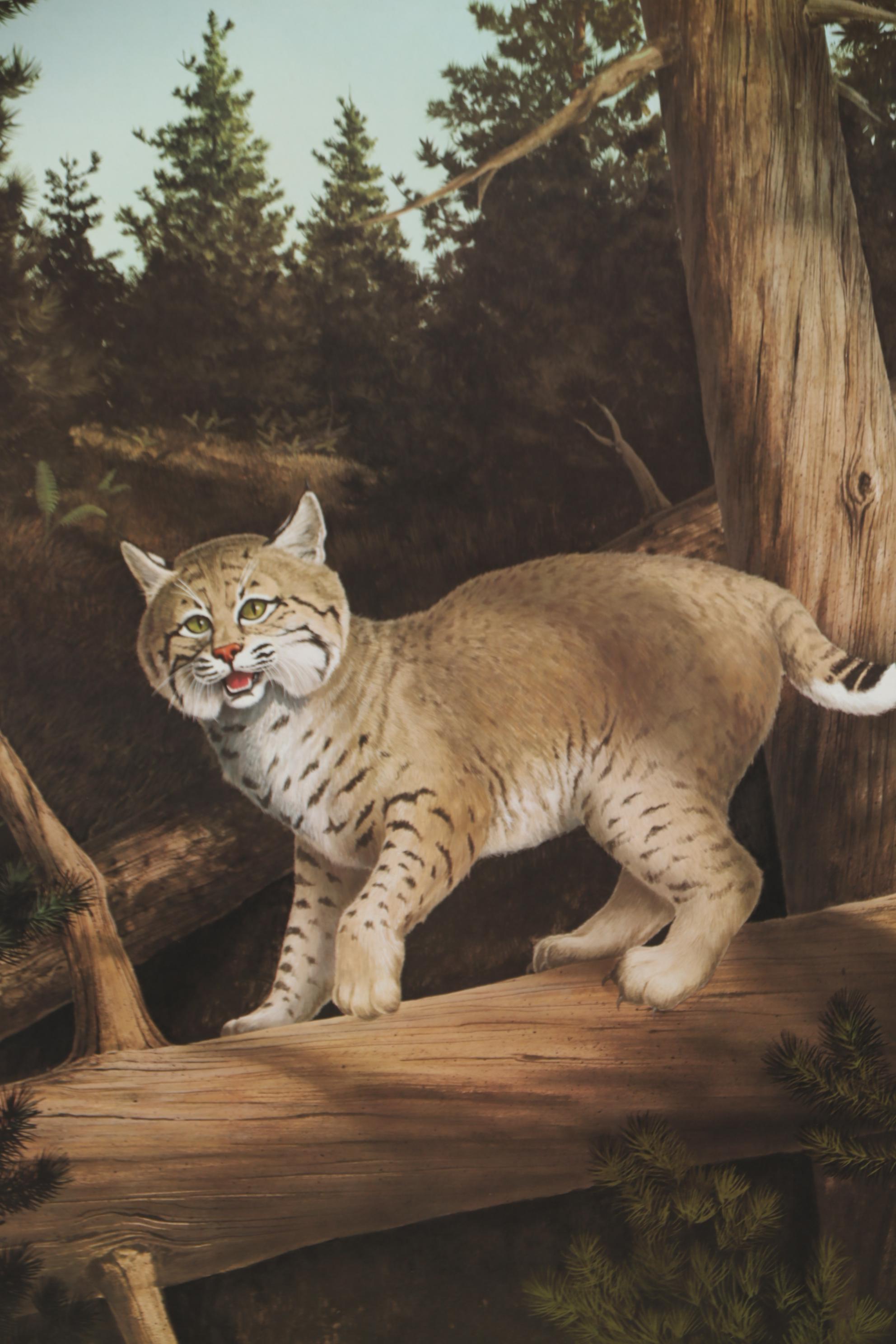 Offset Lithograph after Harry Antis "Bobcat", 1972