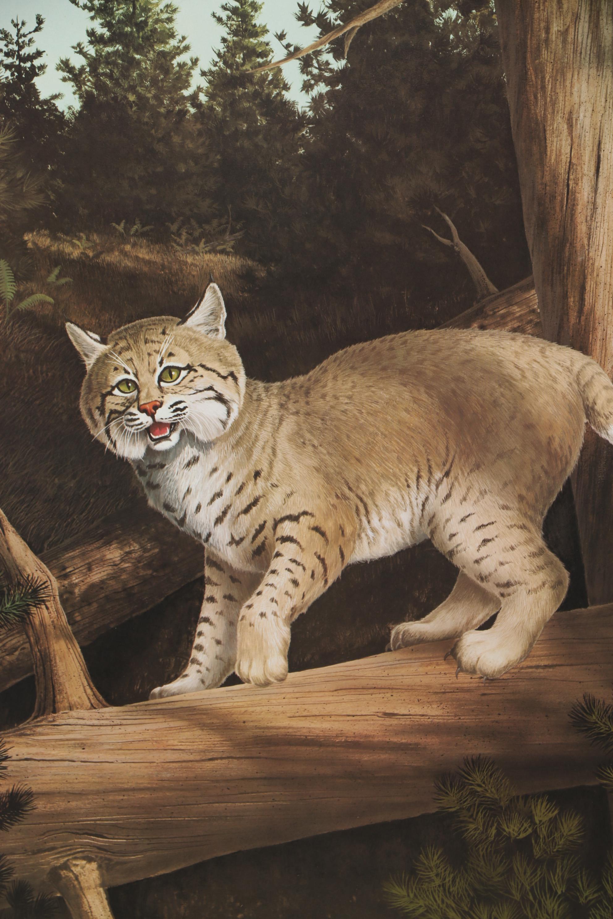 Offset Lithograph after Harry Antis "Bobcat", 1972