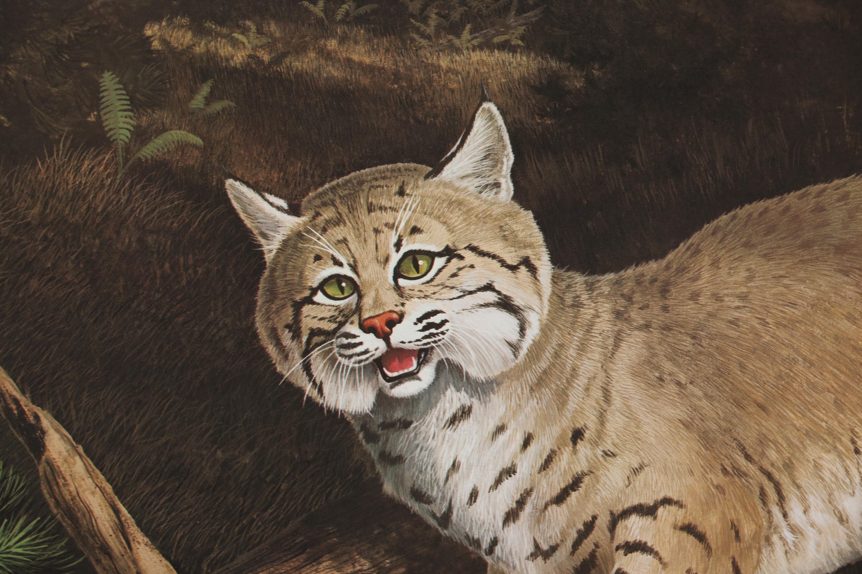 Offset Lithograph after Harry Antis "Bobcat", 1972