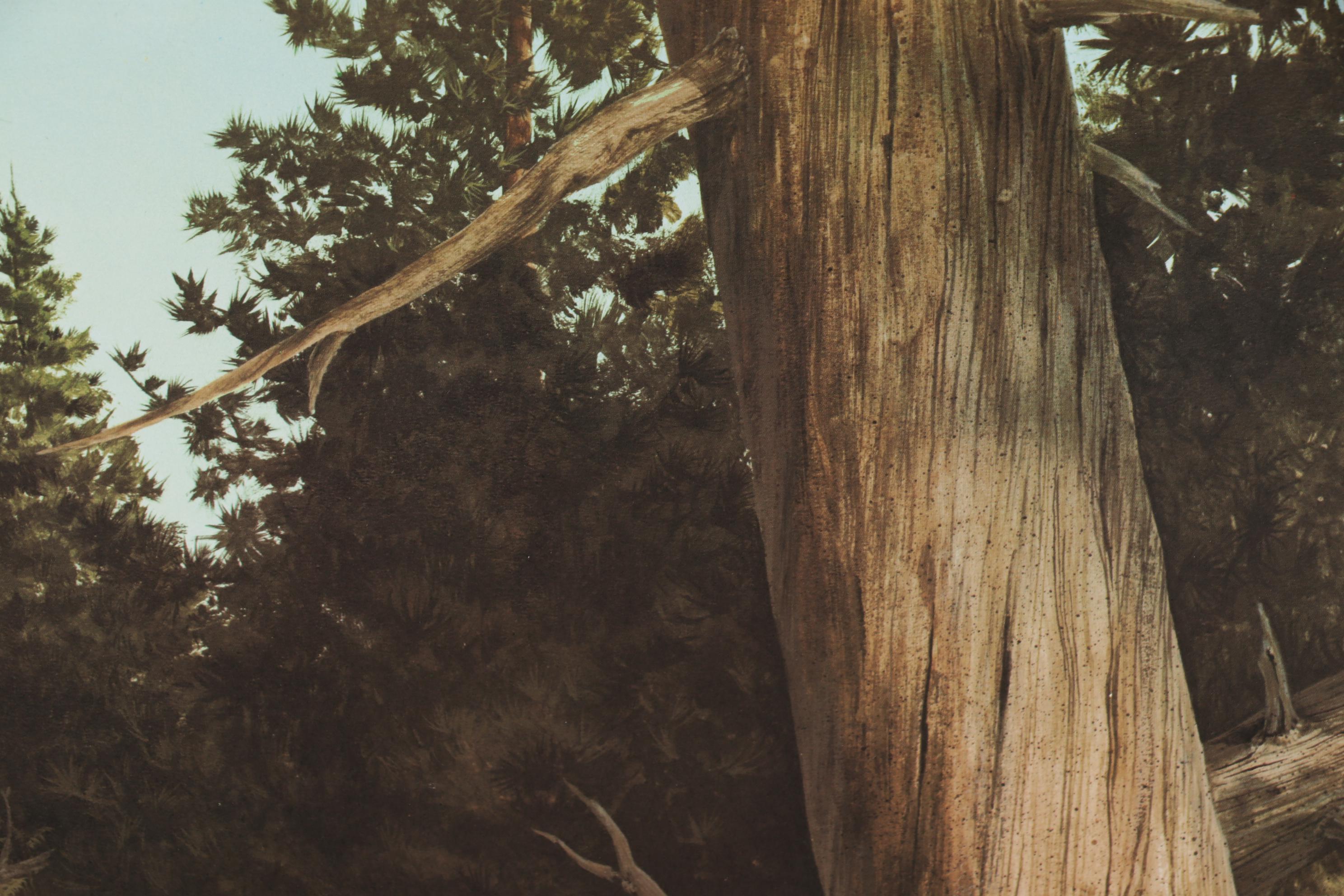 Offset Lithograph after Harry Antis "Bobcat", 1972