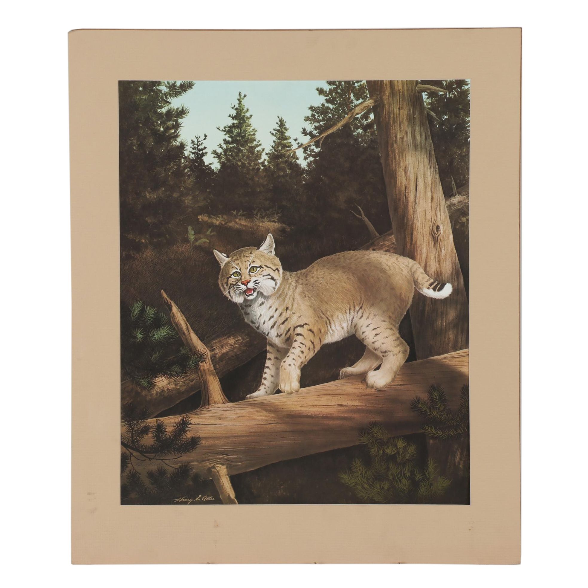 Offset Lithograph after Harry Antis "Bobcat", 1972