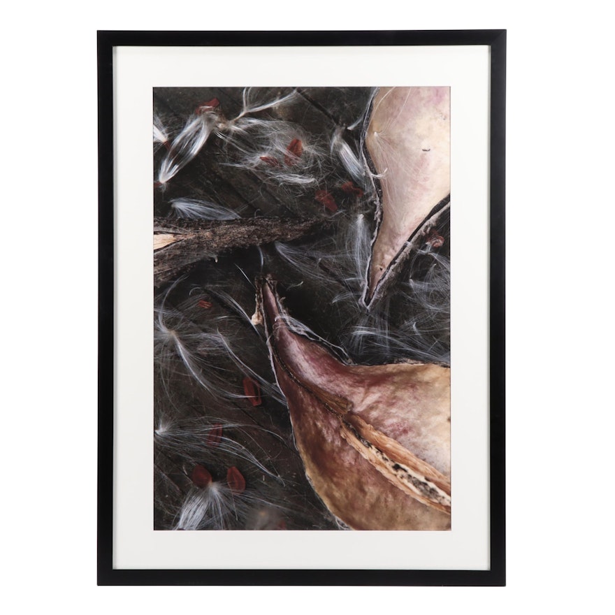 Large Photographic Giclée of Seed Pods