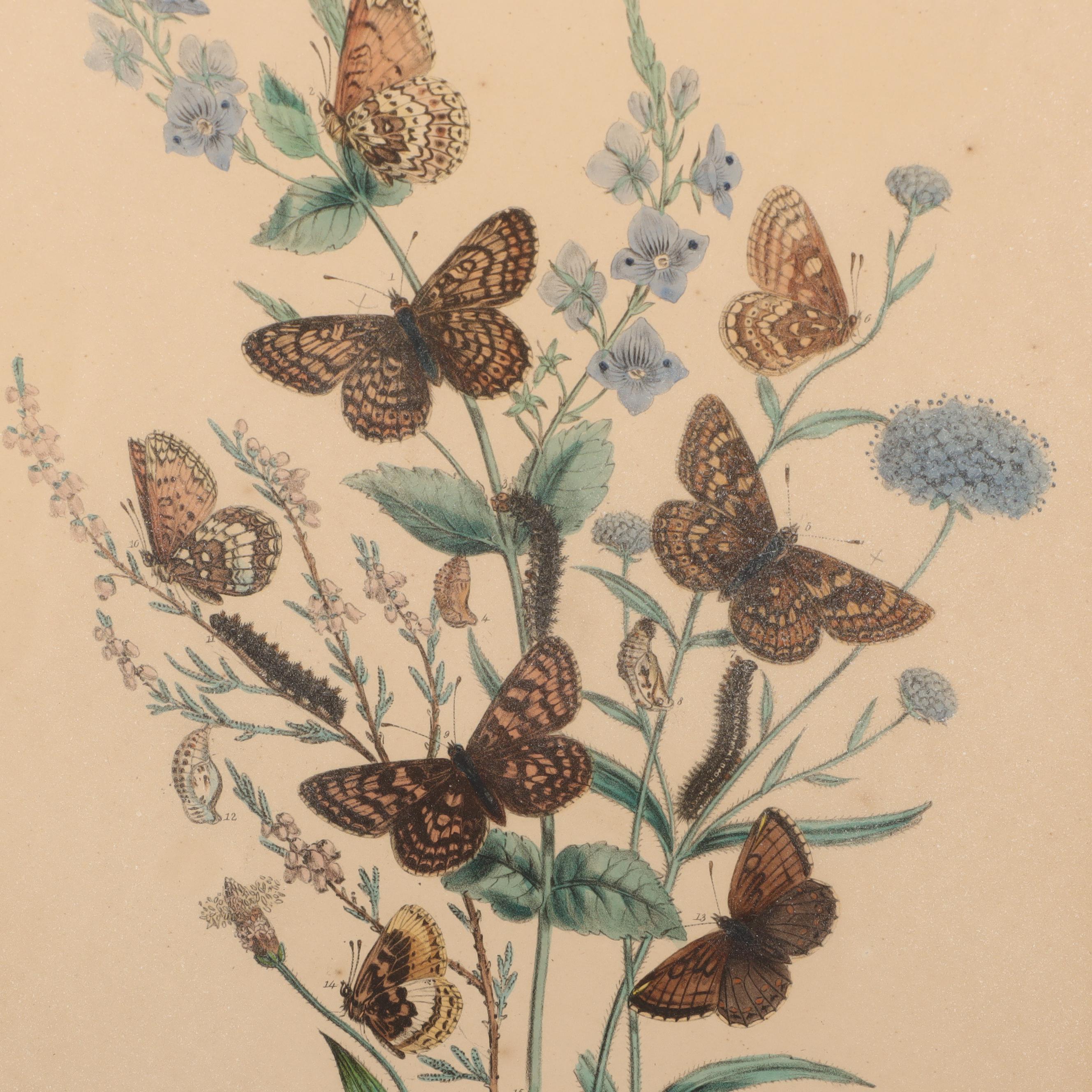 Hand-Colored Botanical Lithographs