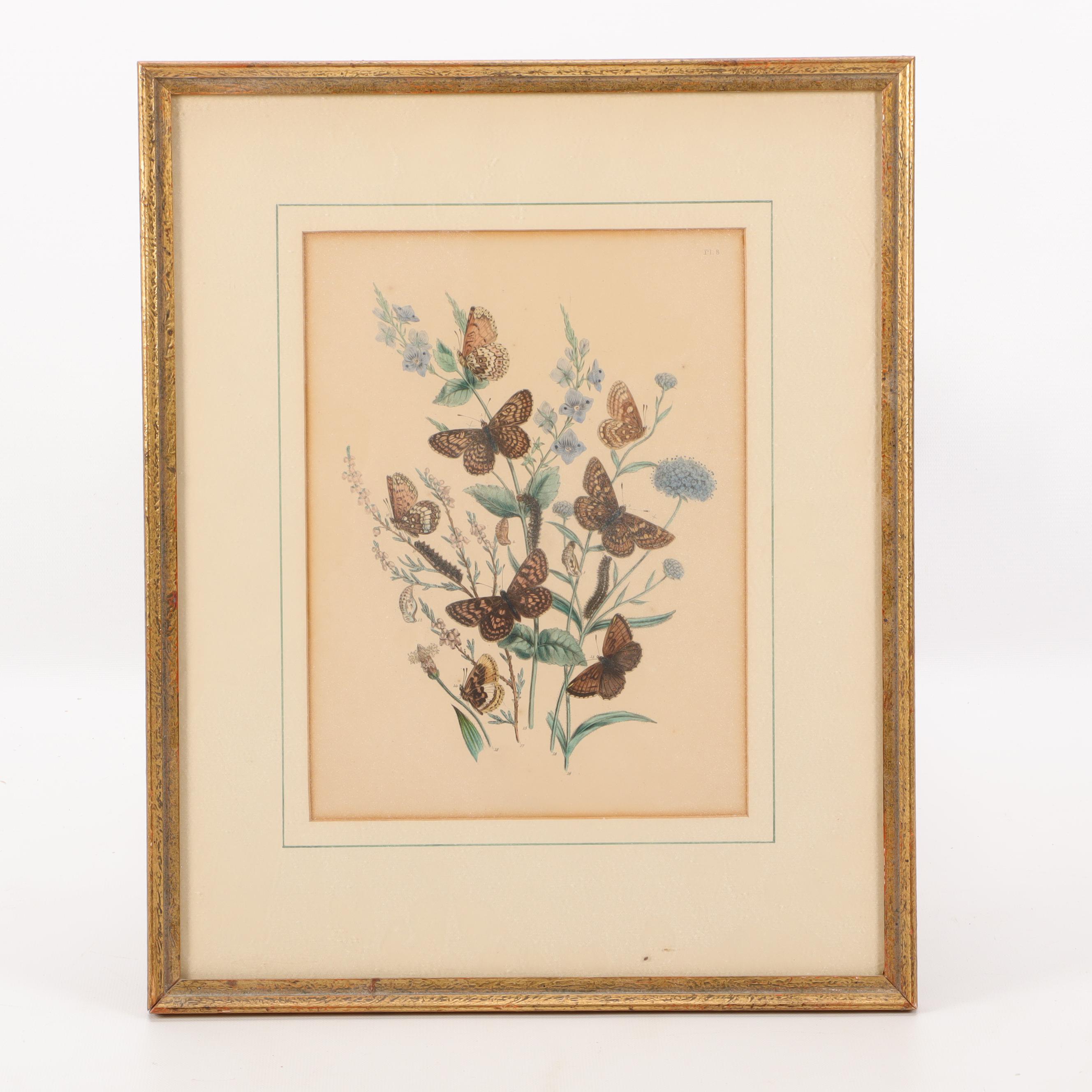 Hand-Colored Botanical Lithographs