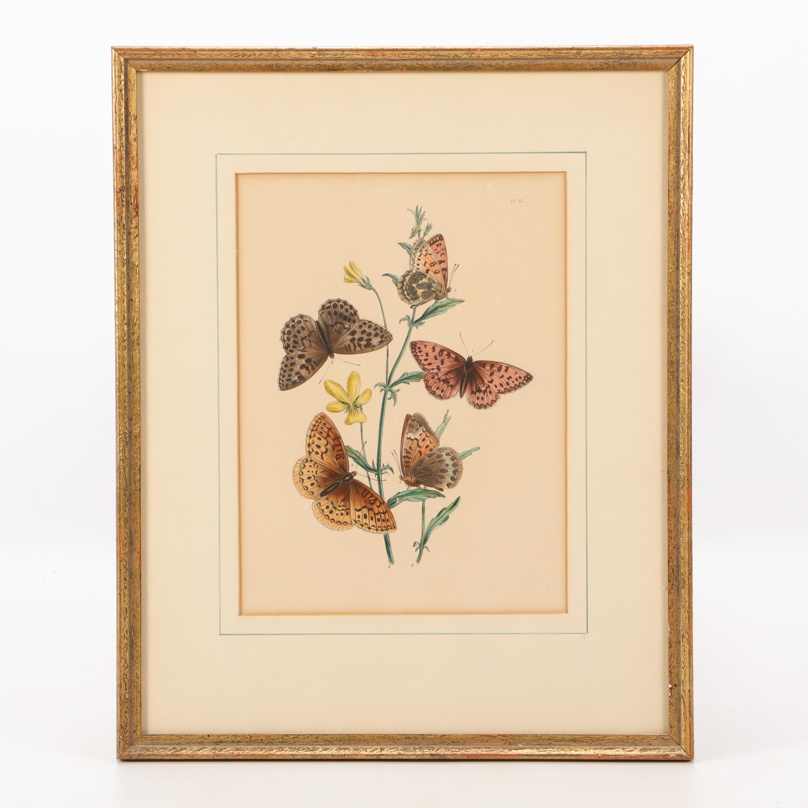 Hand-Colored Botanical Lithographs